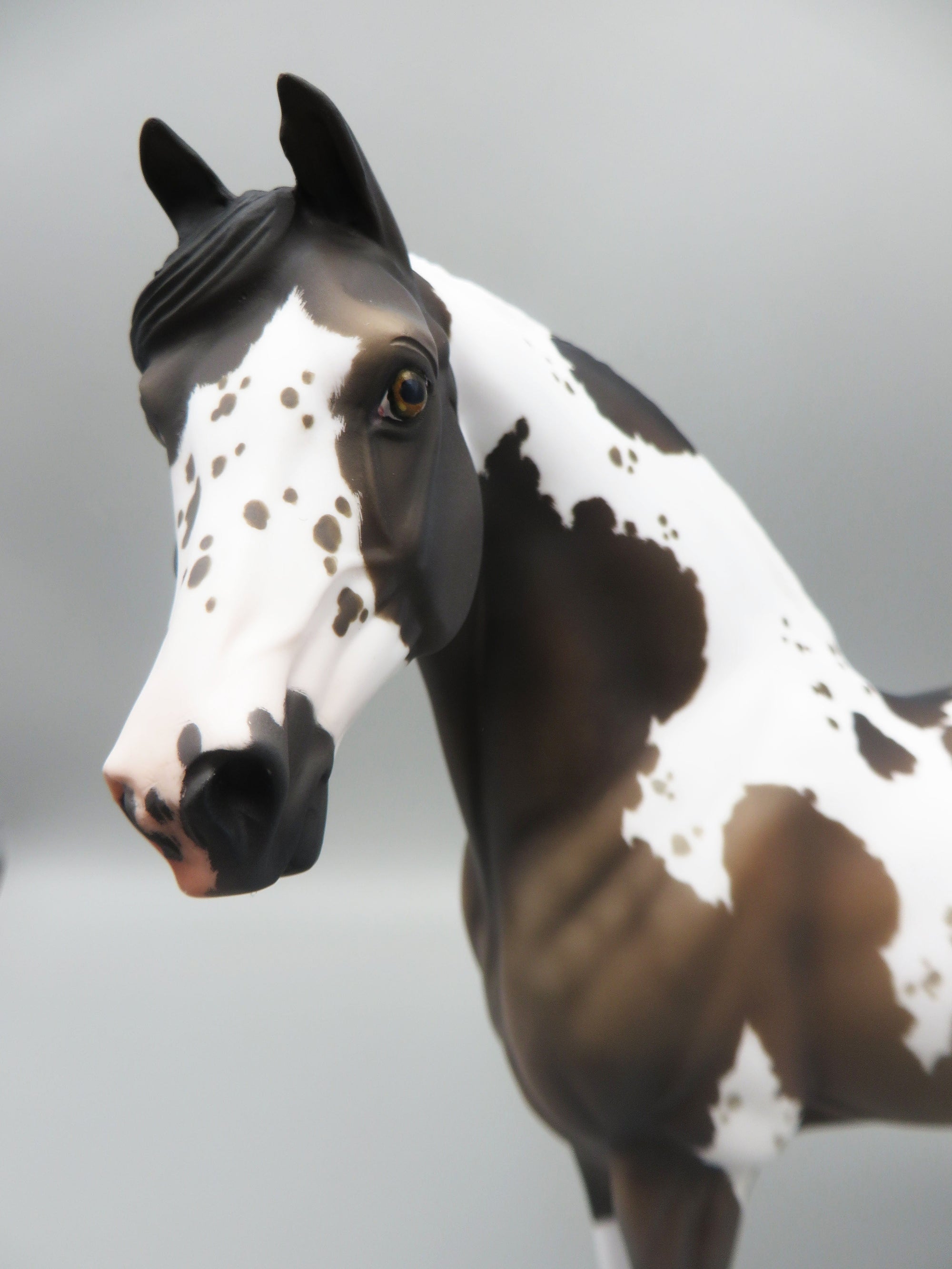 Hosea - OOAK - Grulla Tobiano Morgan By Jess Hamill - Best Offer 5/30/23