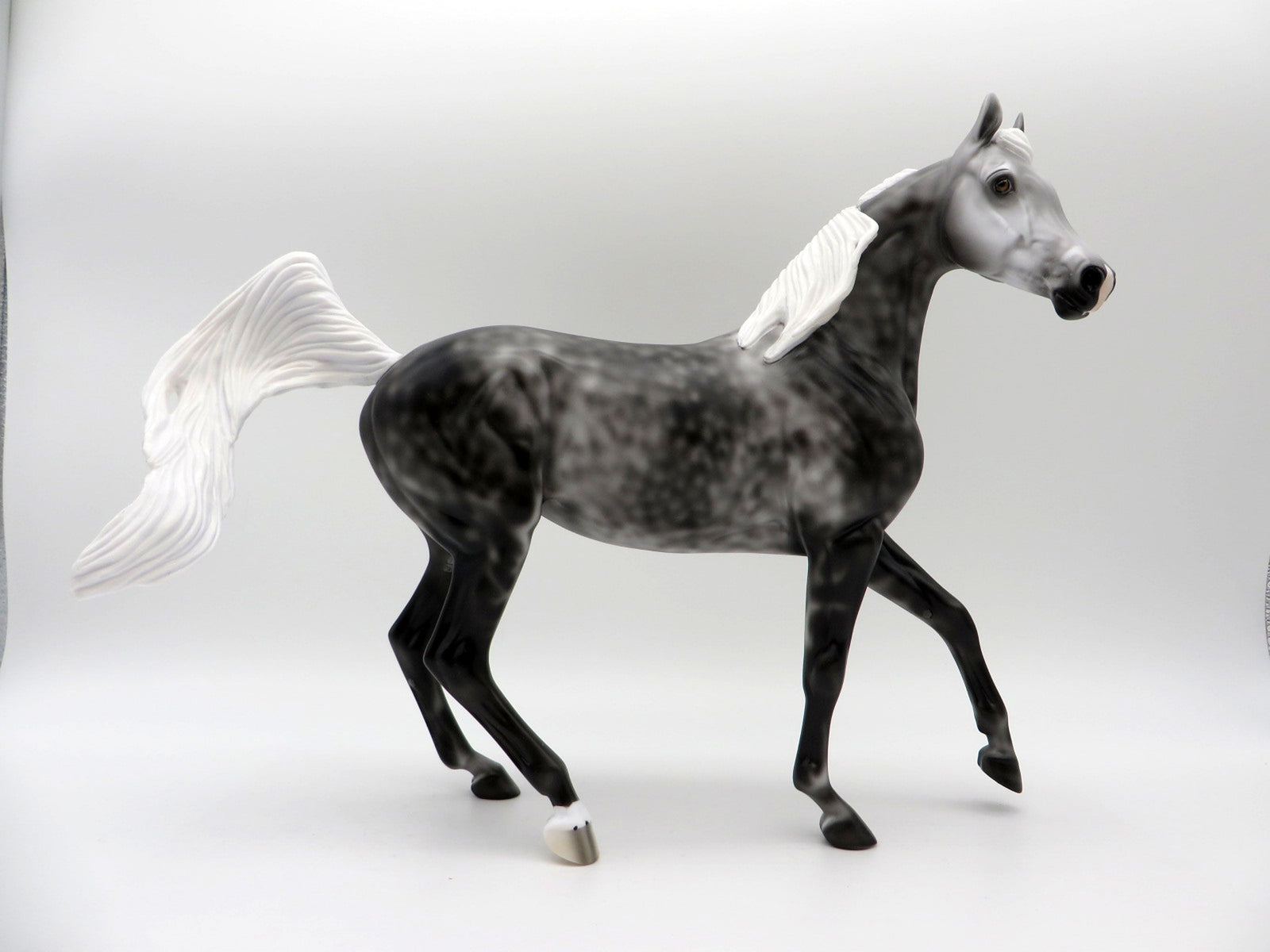 Hot Flash-LE-3 Dapple Grey Arabian Mare 5/7/21