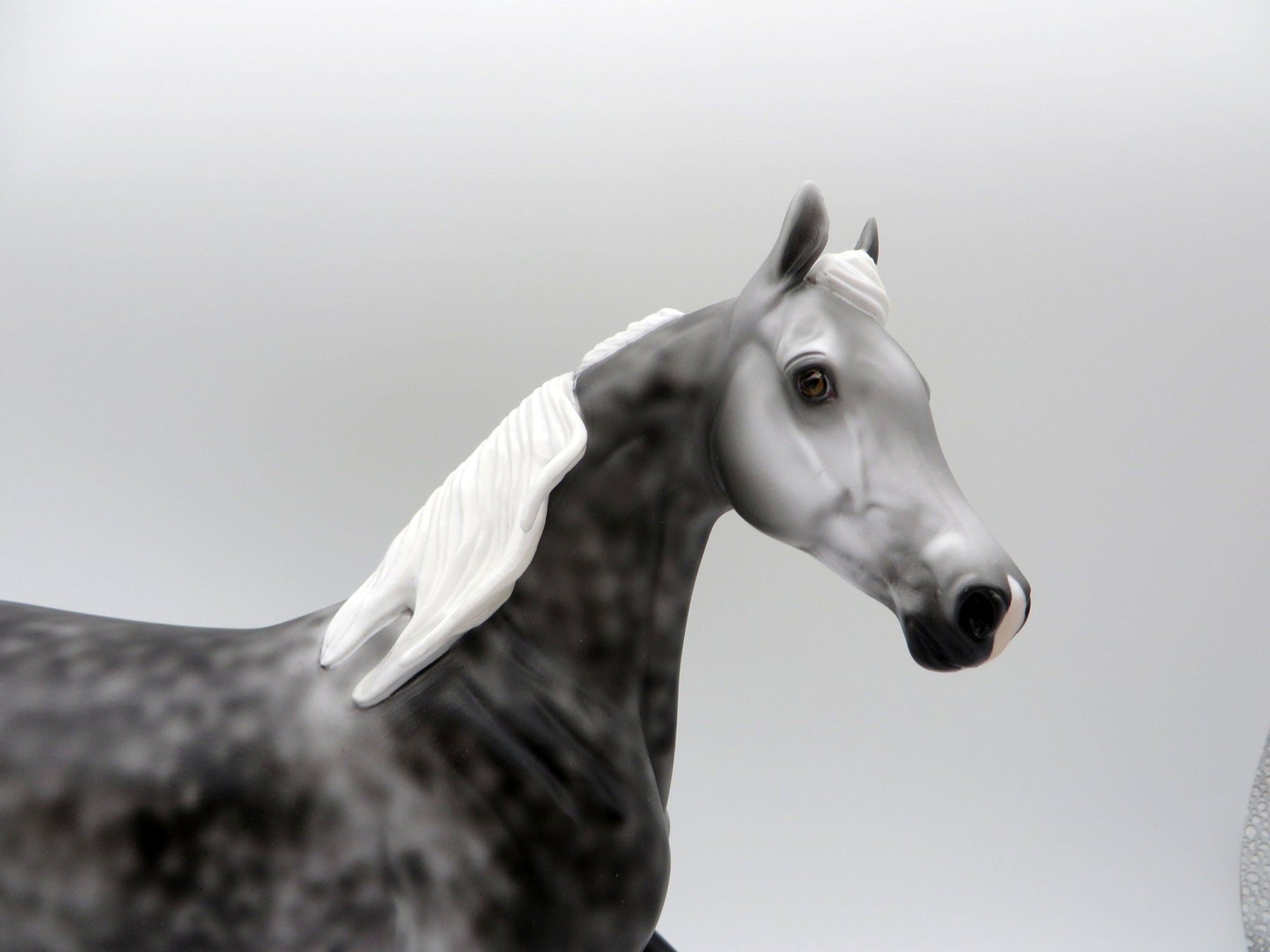 Hot Flash-LE-3 Dapple Grey Arabian Mare 5/7/21