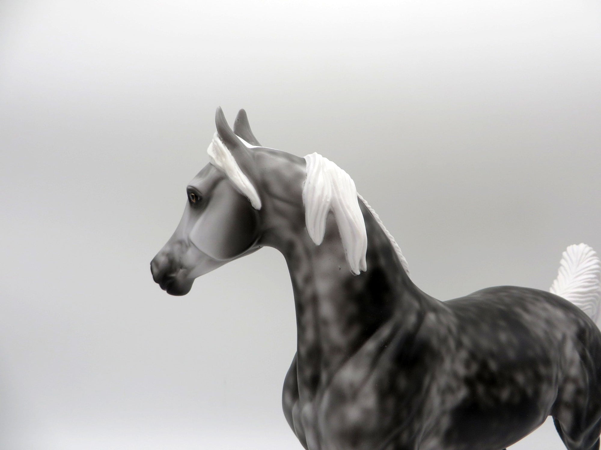 Hot Flash-LE-3 Dapple Grey Arabian Mare 5/7/21