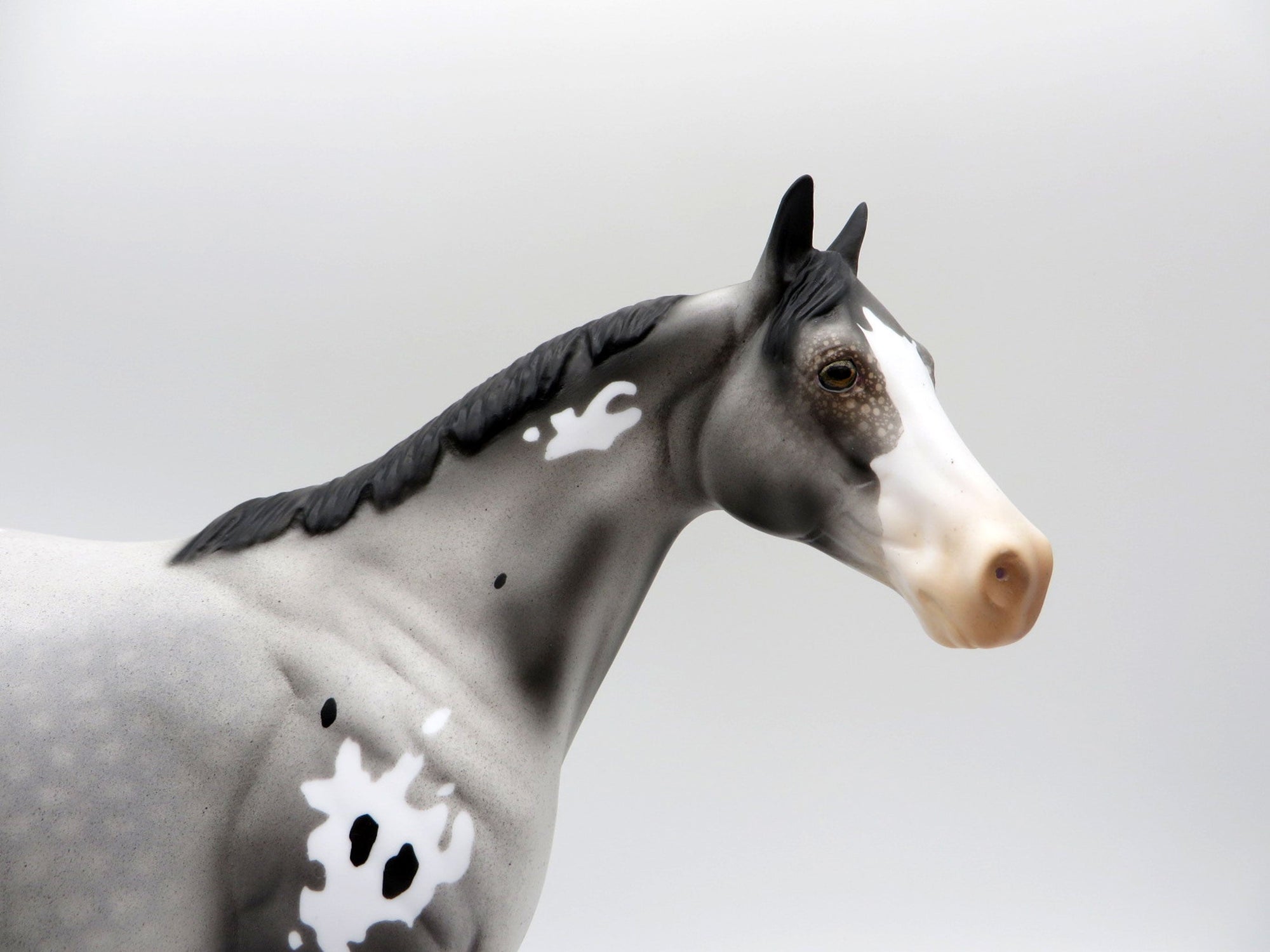 HOT TOPIC-LE-15 APPALOOSA ISH 5/7/21