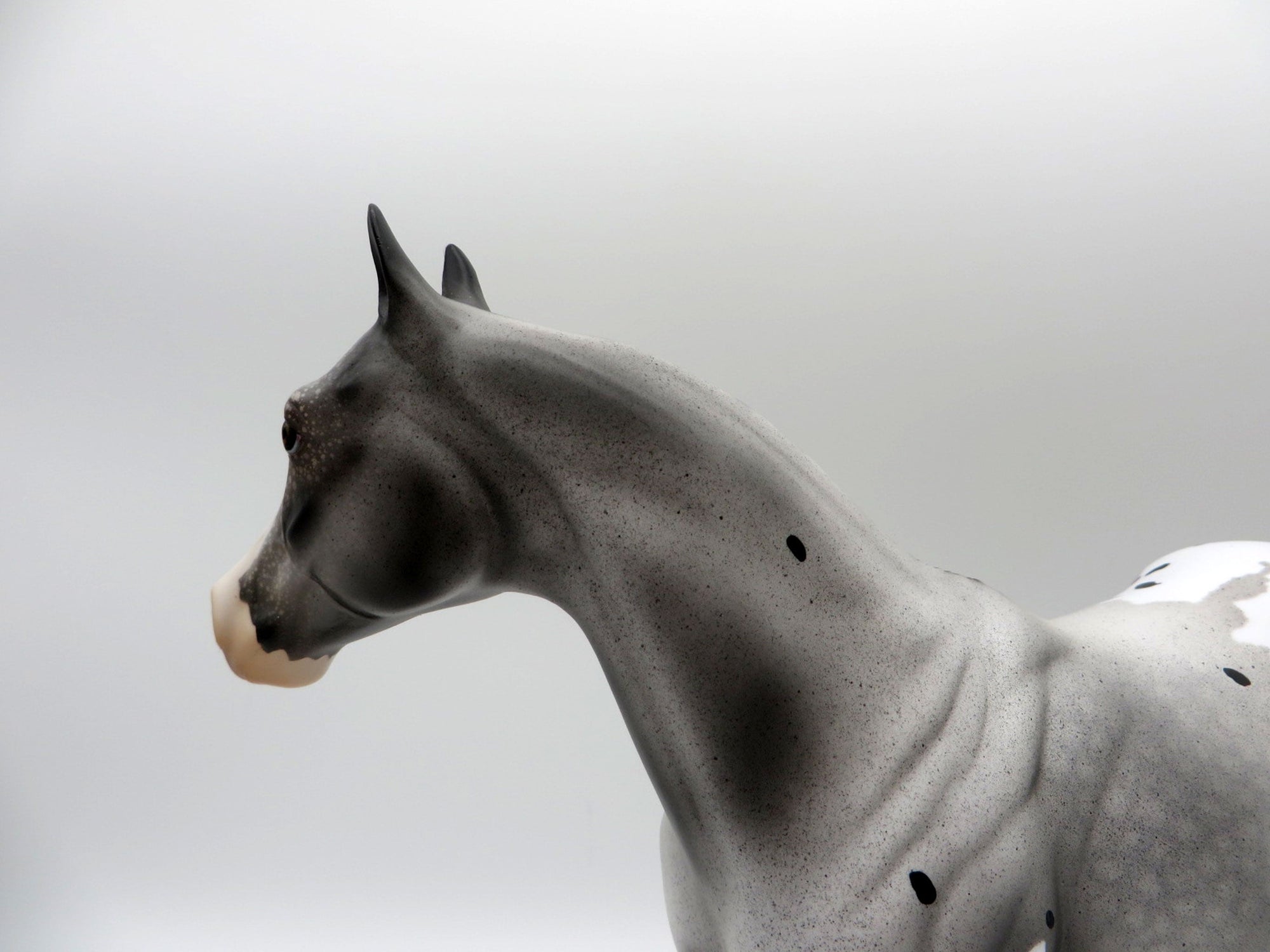 HOT TOPIC-LE-15 APPALOOSA ISH 5/7/21