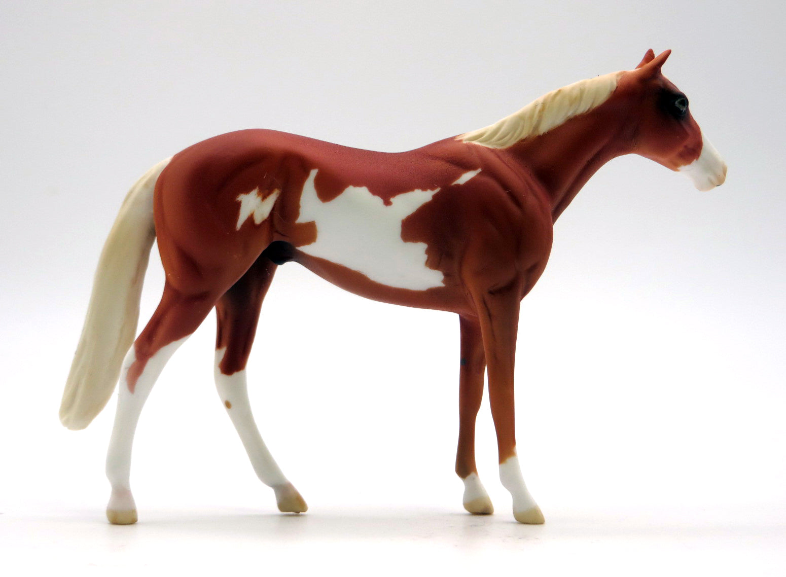 True Freshman-OOAK Chestnut Pinto TB Chip 2/14/22