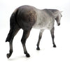 Sue Ann- Dapple Grey Mule  by Sheryl Leisure - 2/28/22