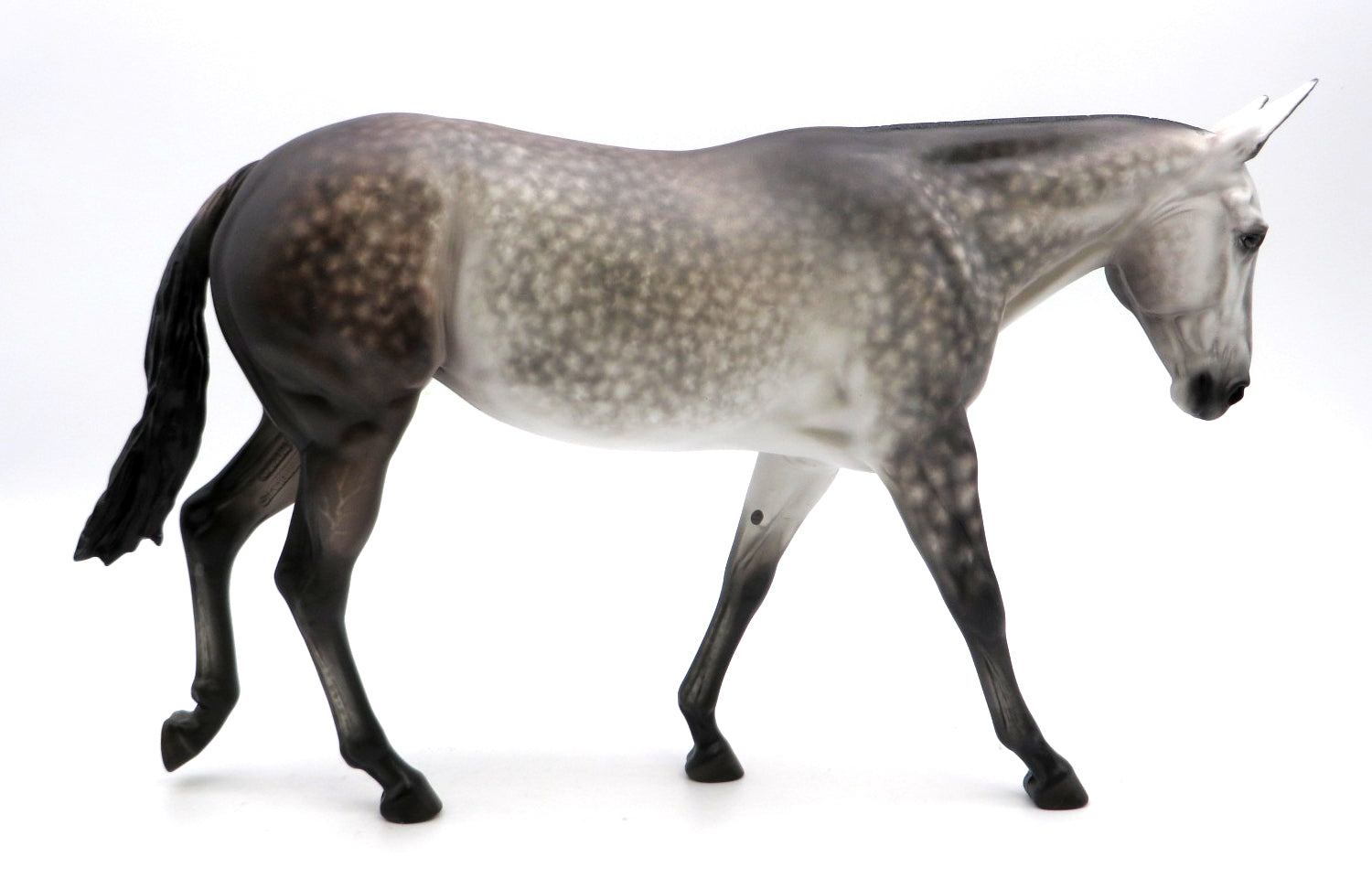 Sue Ann- Dapple Grey Mule  by Sheryl Leisure - 2/28/22