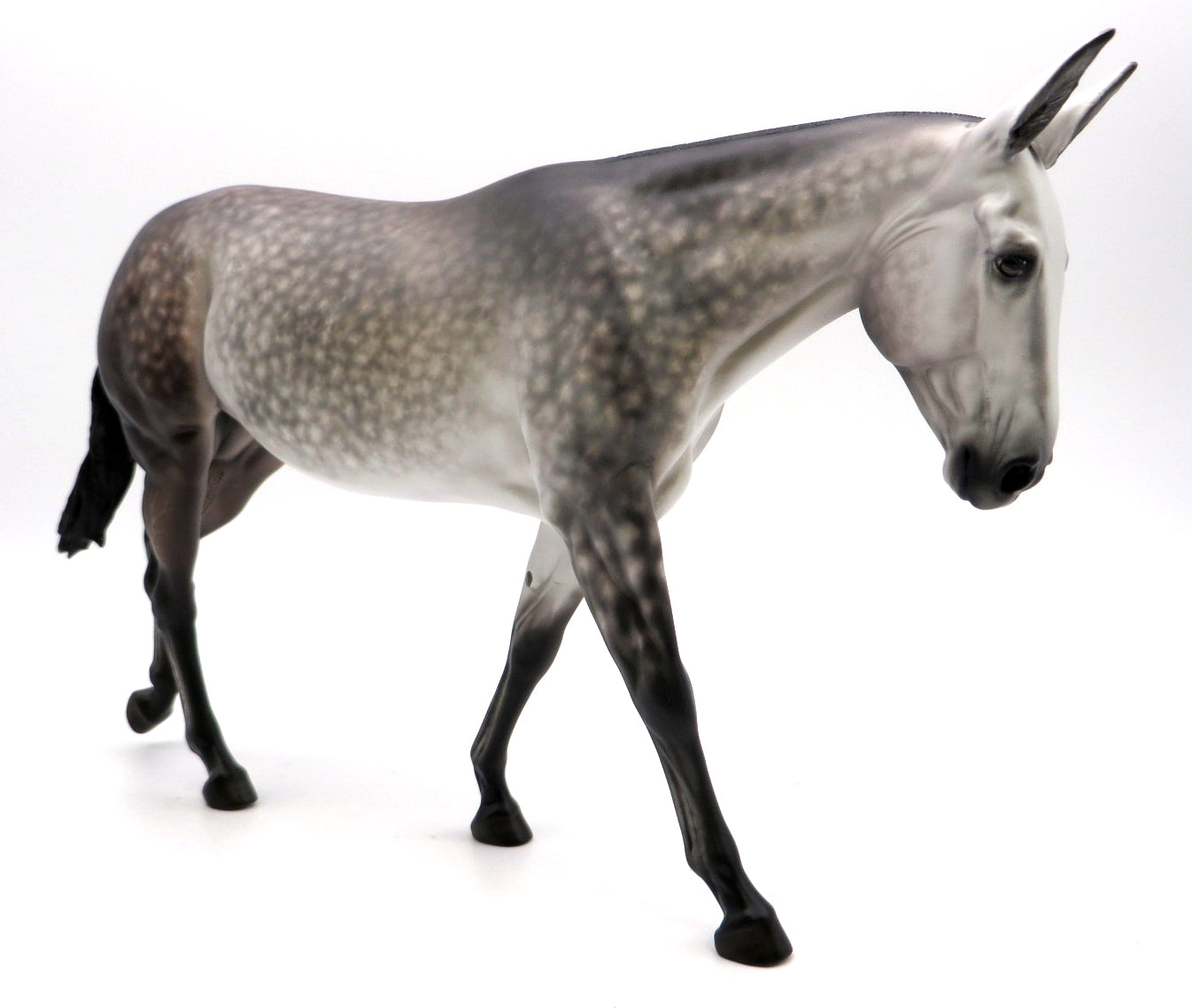 Sue Ann- Dapple Grey Mule  by Sheryl Leisure - 2/28/22