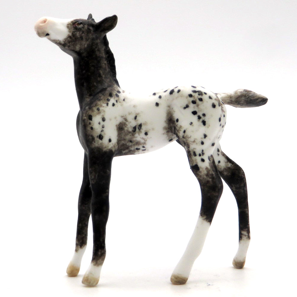 Coffee-OOAK Appaloosa Foal Painted by Andrea 2/23/22