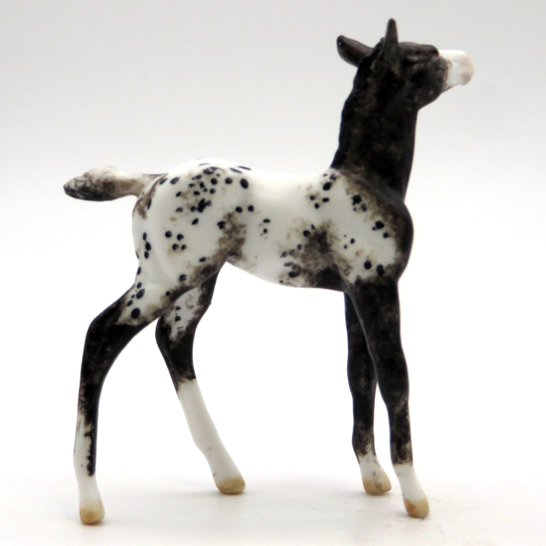 Coffee-OOAK Appaloosa Foal Painted by Andrea 2/23/22