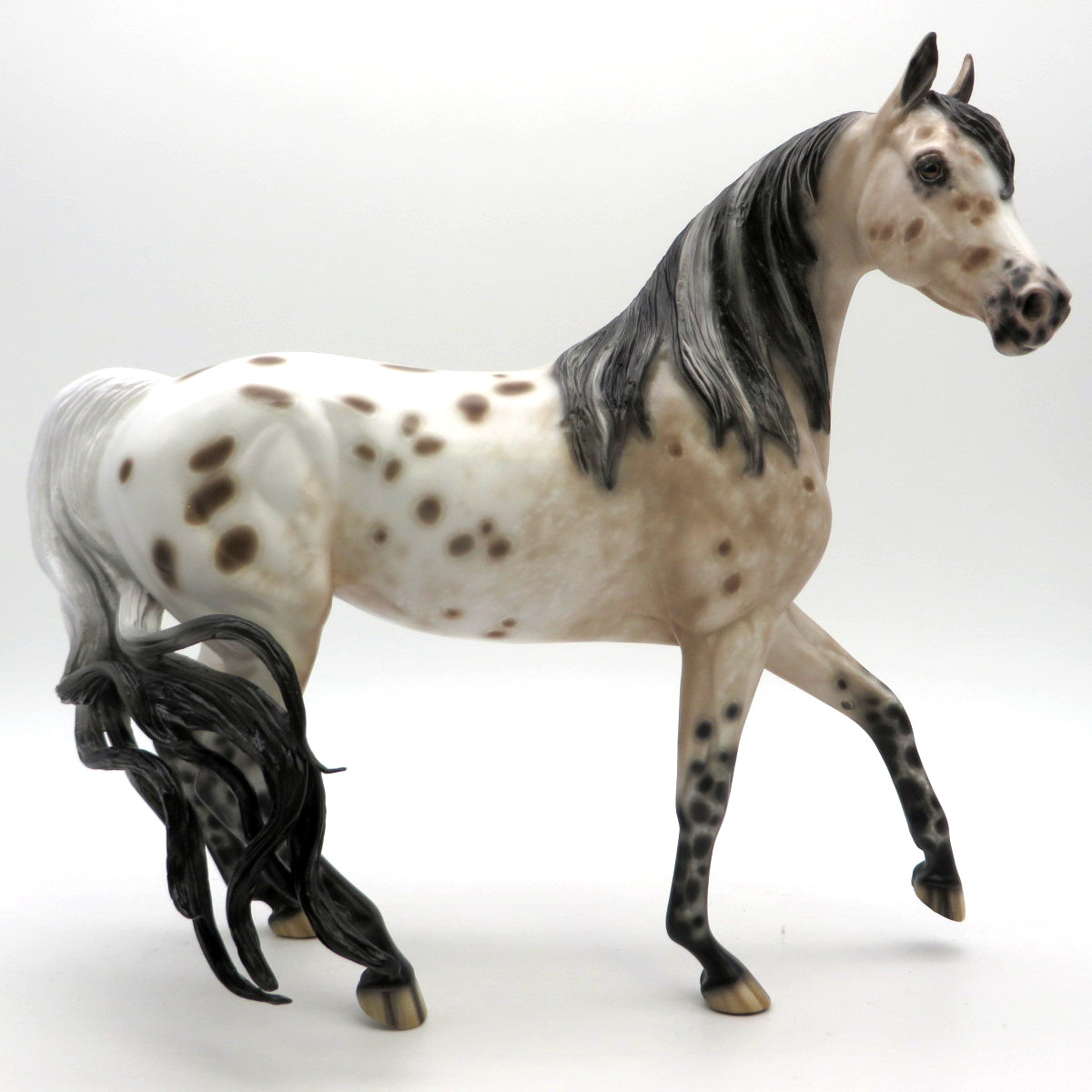 Double Dutch- Loud Appaloosa Arabian Mare  by Sheryl Leisure - 2/28/22