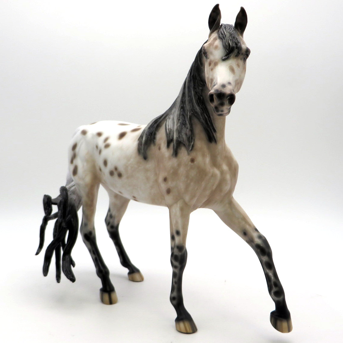 Double Dutch- Loud Appaloosa Arabian Mare  by Sheryl Leisure - 2/28/22