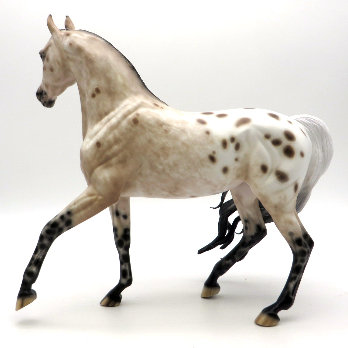 Double Dutch- Loud Appaloosa Arabian Mare  by Sheryl Leisure - 2/28/22