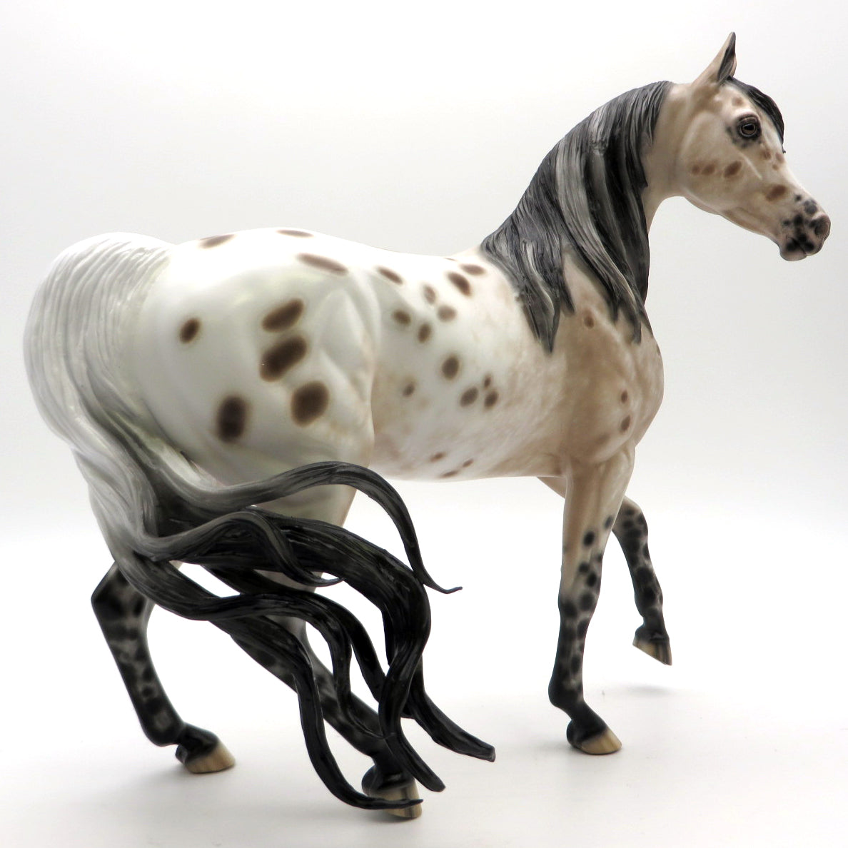 Double Dutch- Loud Appaloosa Arabian Mare  by Sheryl Leisure - 2/28/22