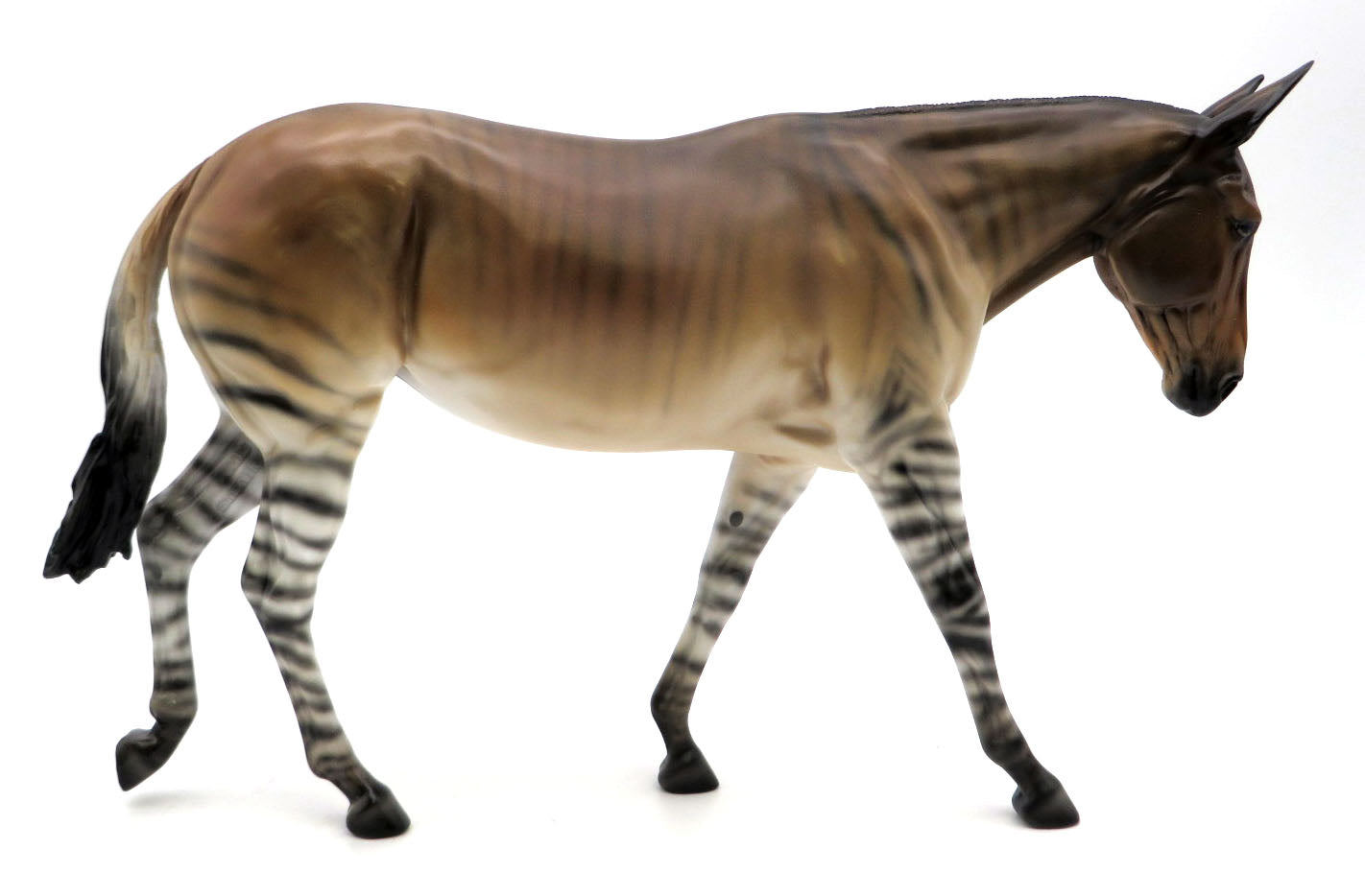 Zonkey - Zebra/Donkey Cross by Ellen Robbins