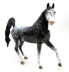 Hawk - Dark Gray Appaloosa by Dawn Quick