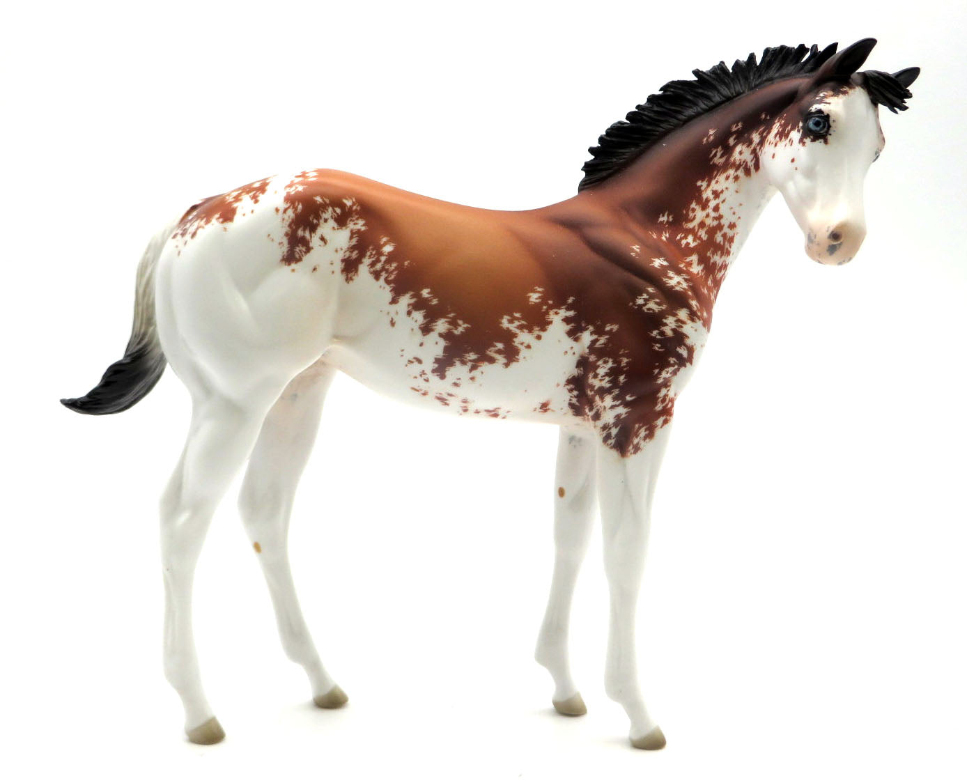 Harlem Sunset - OOAK Bay Sabino Weanling - SHCF 22