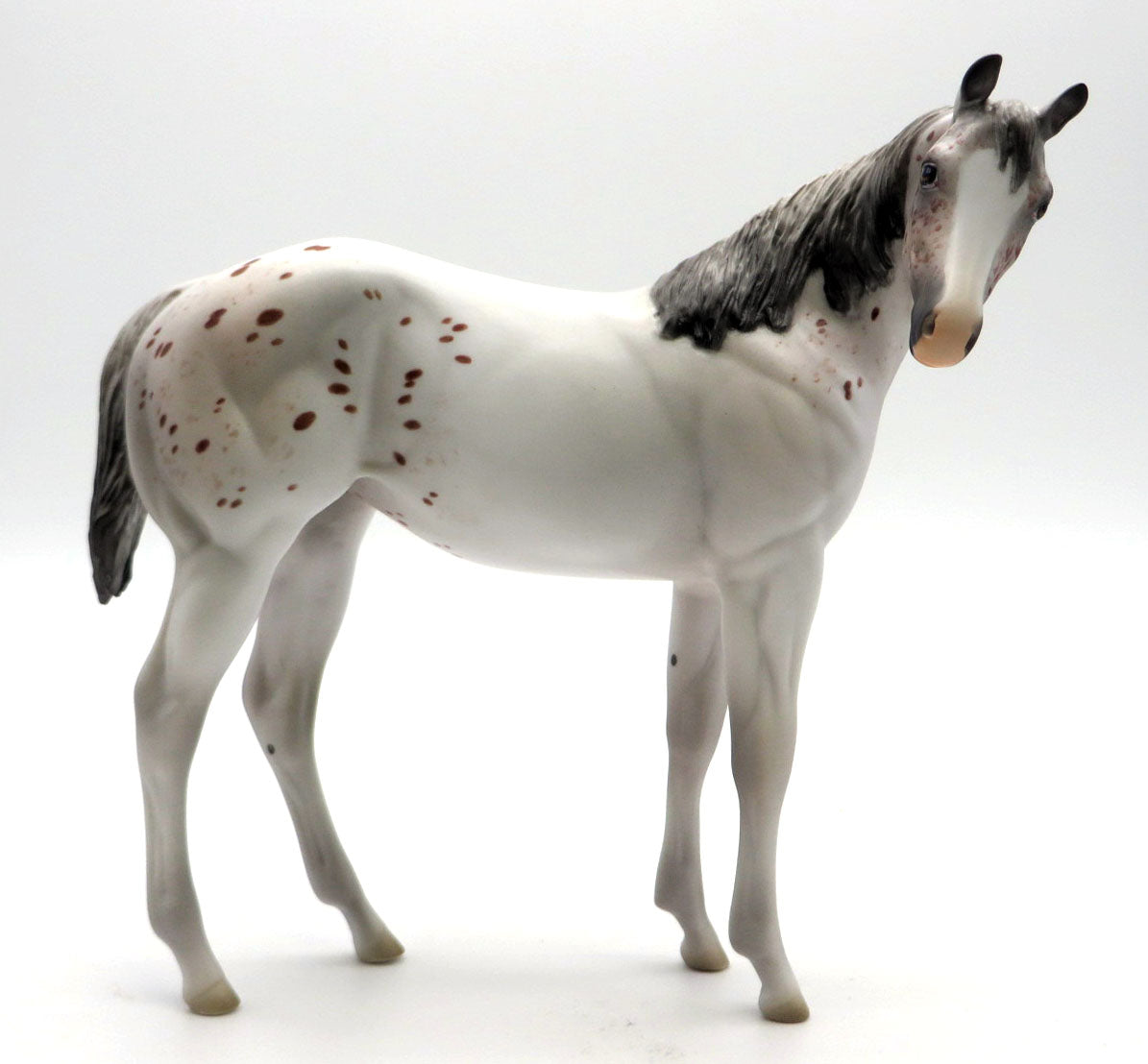 Hokum - OOAK Few Spot Weanling - SHCF 22