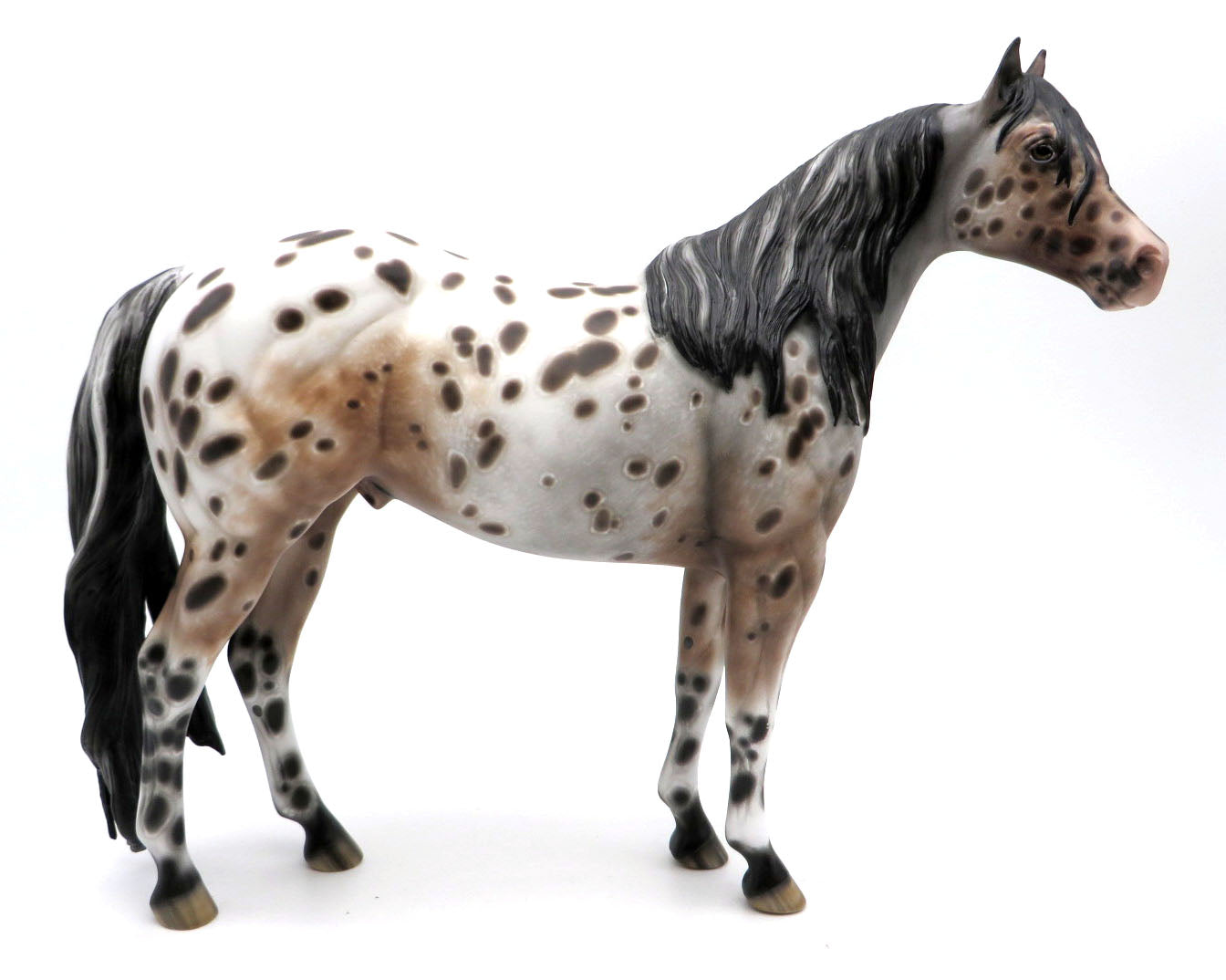 Social Distortion - Appaloosa ISH by Sheryl Leisure