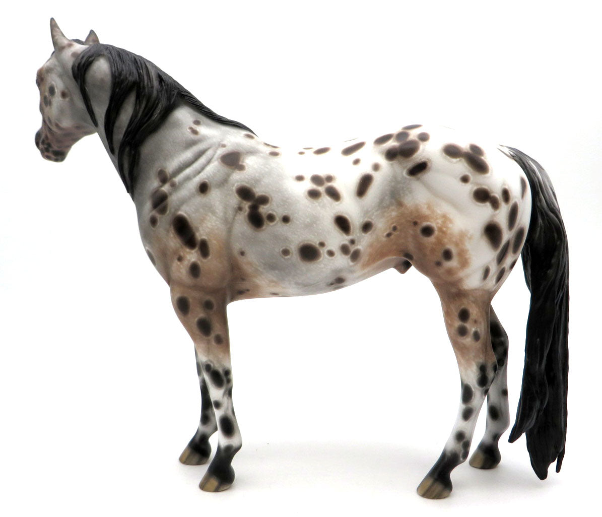 Social Distortion - Appaloosa ISH by Sheryl Leisure