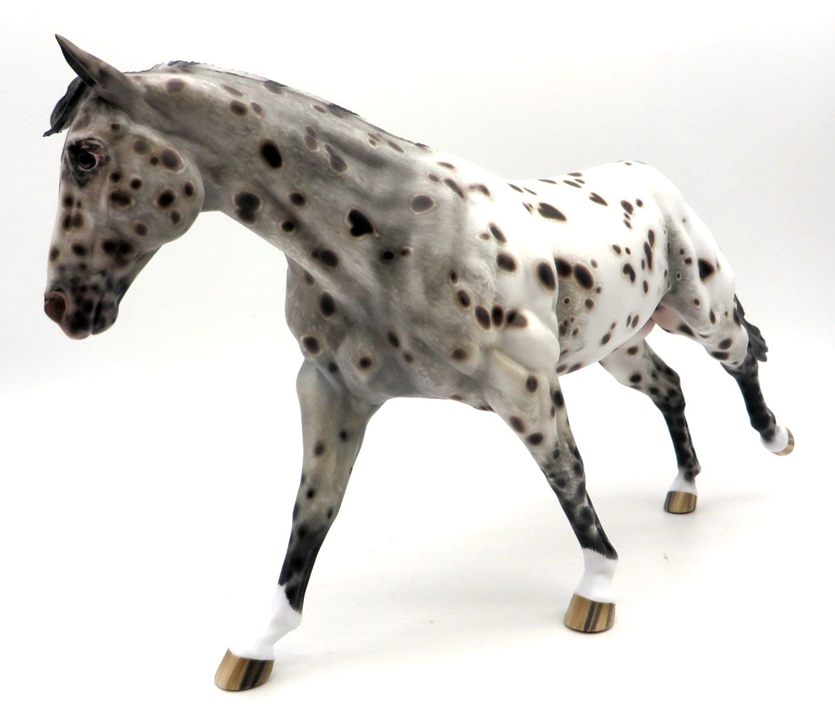 X-Ray Spex - Bay Leopard Stock Horse by Sheryl Leisure
