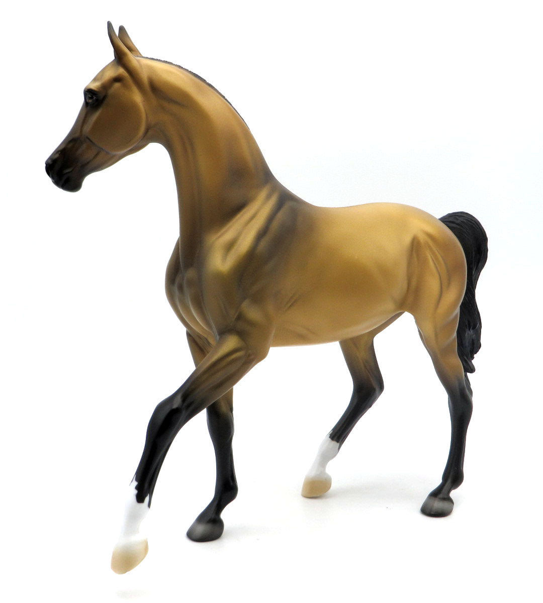 Garbo - Buckskin Akhal Teke - SHCF 22