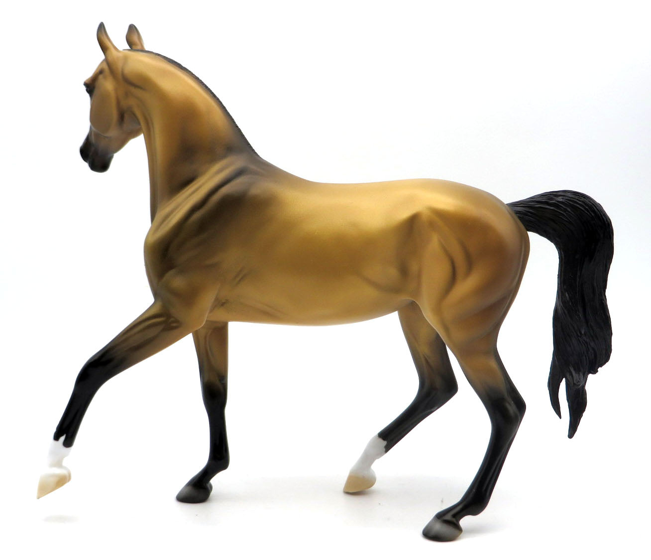 Garbo - Buckskin Akhal Teke - SHCF 22