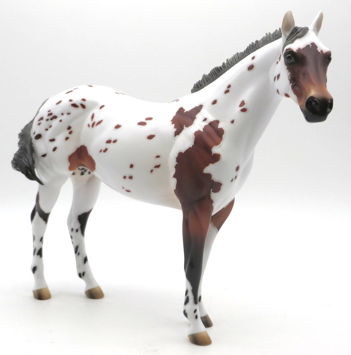 Flaming Youth - OOAK Bay Appaloosa ISH - SHCF 22