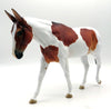 Packing Heat - OOAK Bay Tobiano Mule - SHCF 22