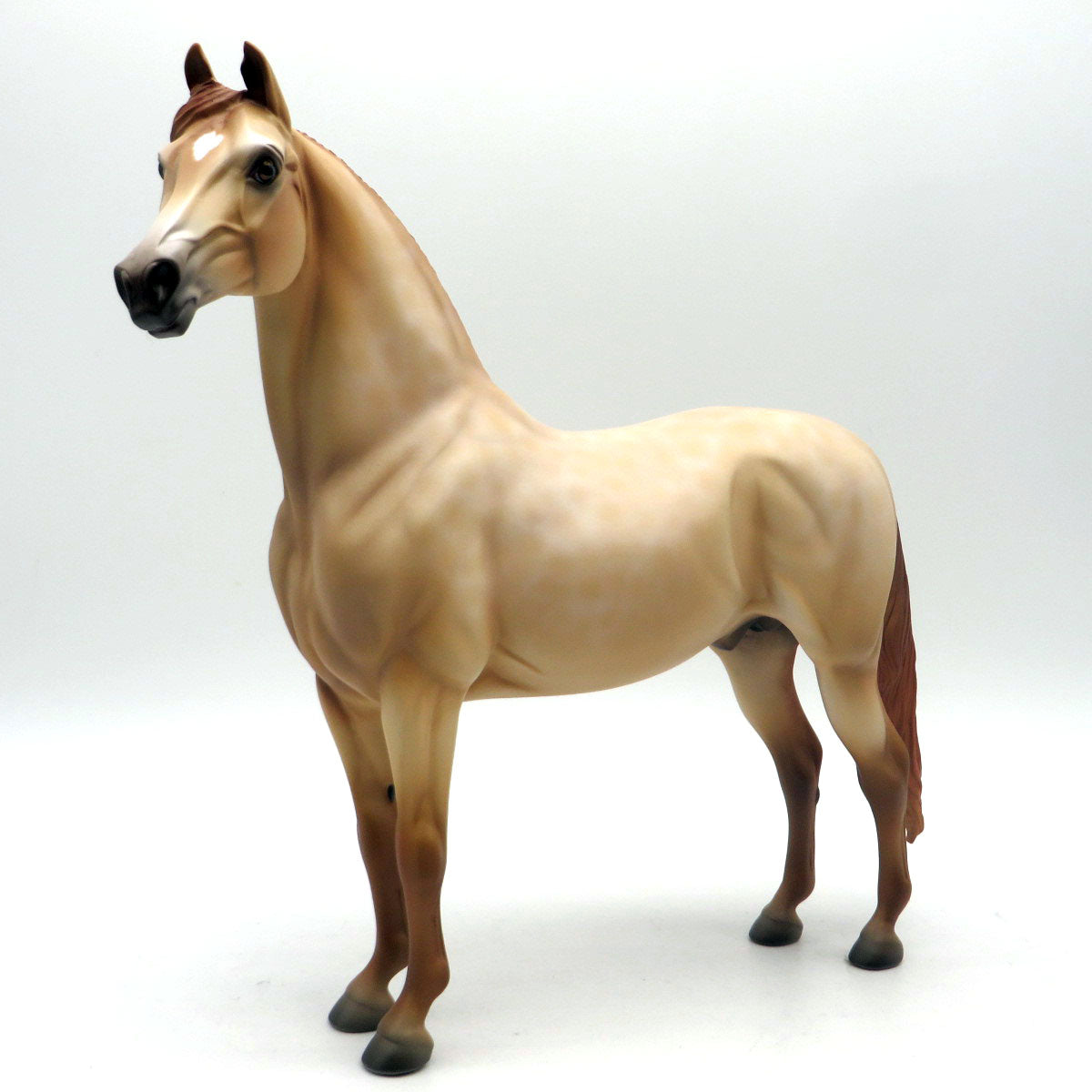 Model T- OOAK Dapple Dun Morgan SHCF 22