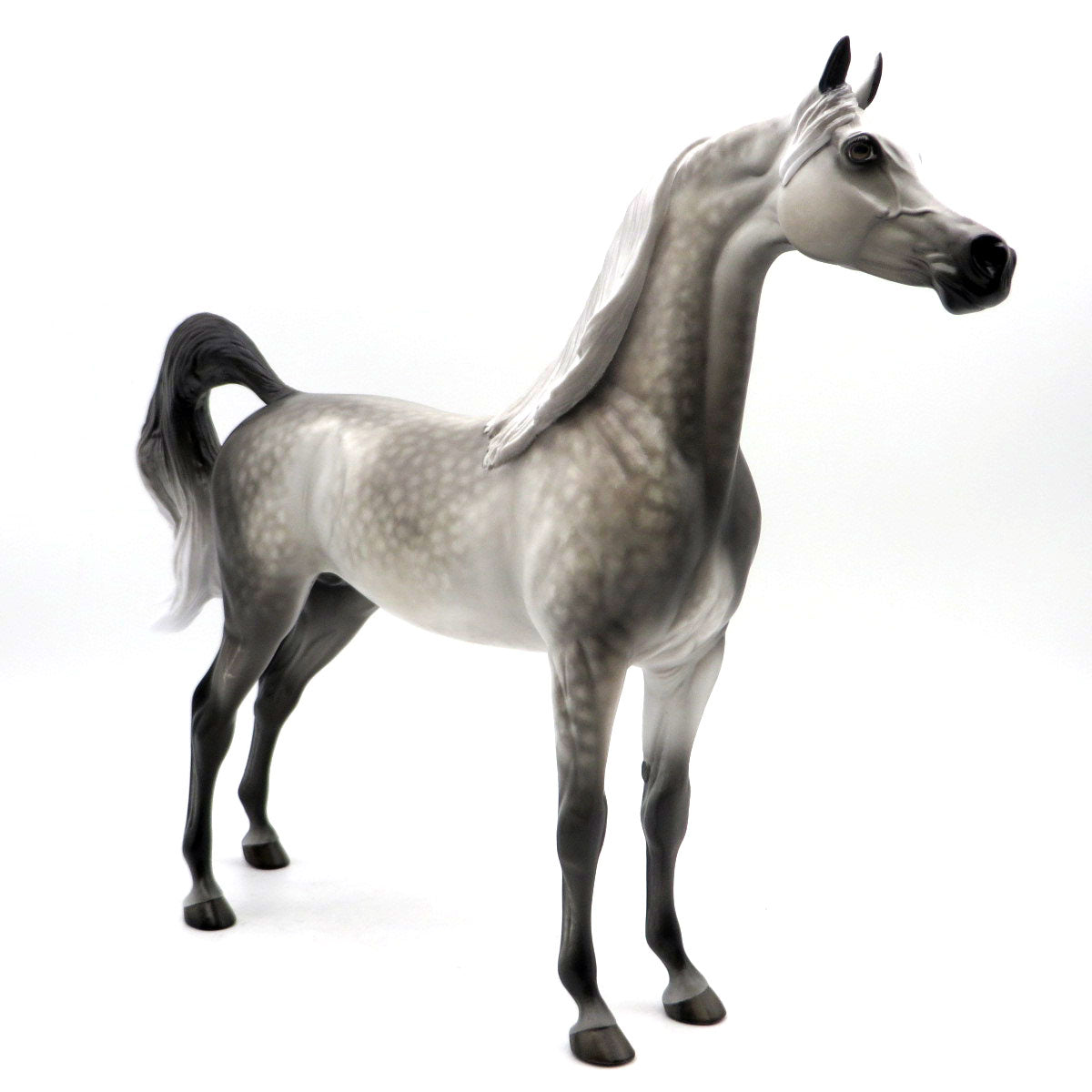 Neptune-OOAK Dapple Grey Arabian Painted by Sheryl Leisure 6/6/22