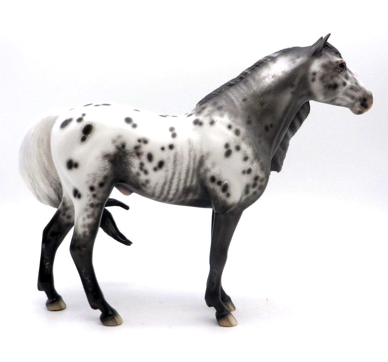 Midnight Lace-OOAK Appaloosa Mustang Painted by Sheryl Leisure 7/11/22