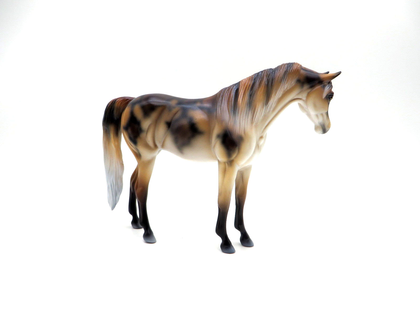 Miss Kitty-Pebbles Arabian Mare Draft Shark Week 22