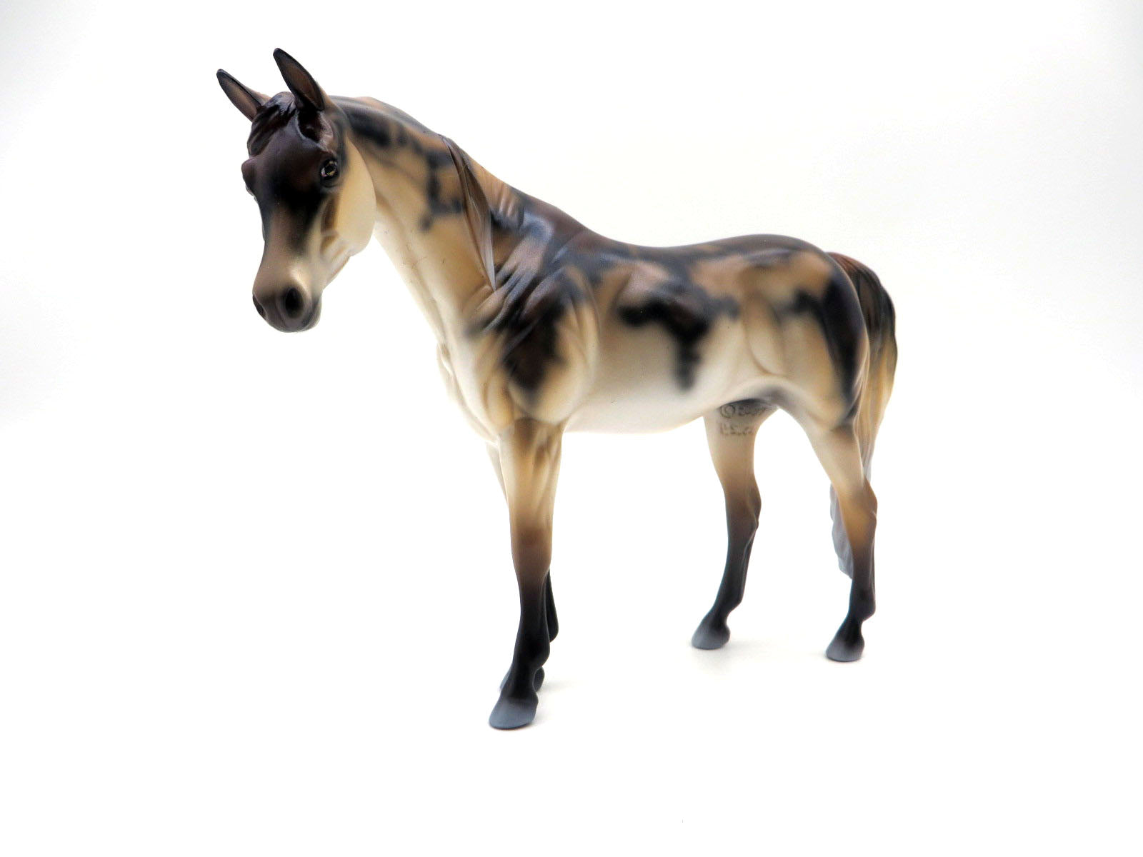 Miss Kitty-Pebbles Arabian Mare Draft Shark Week 22