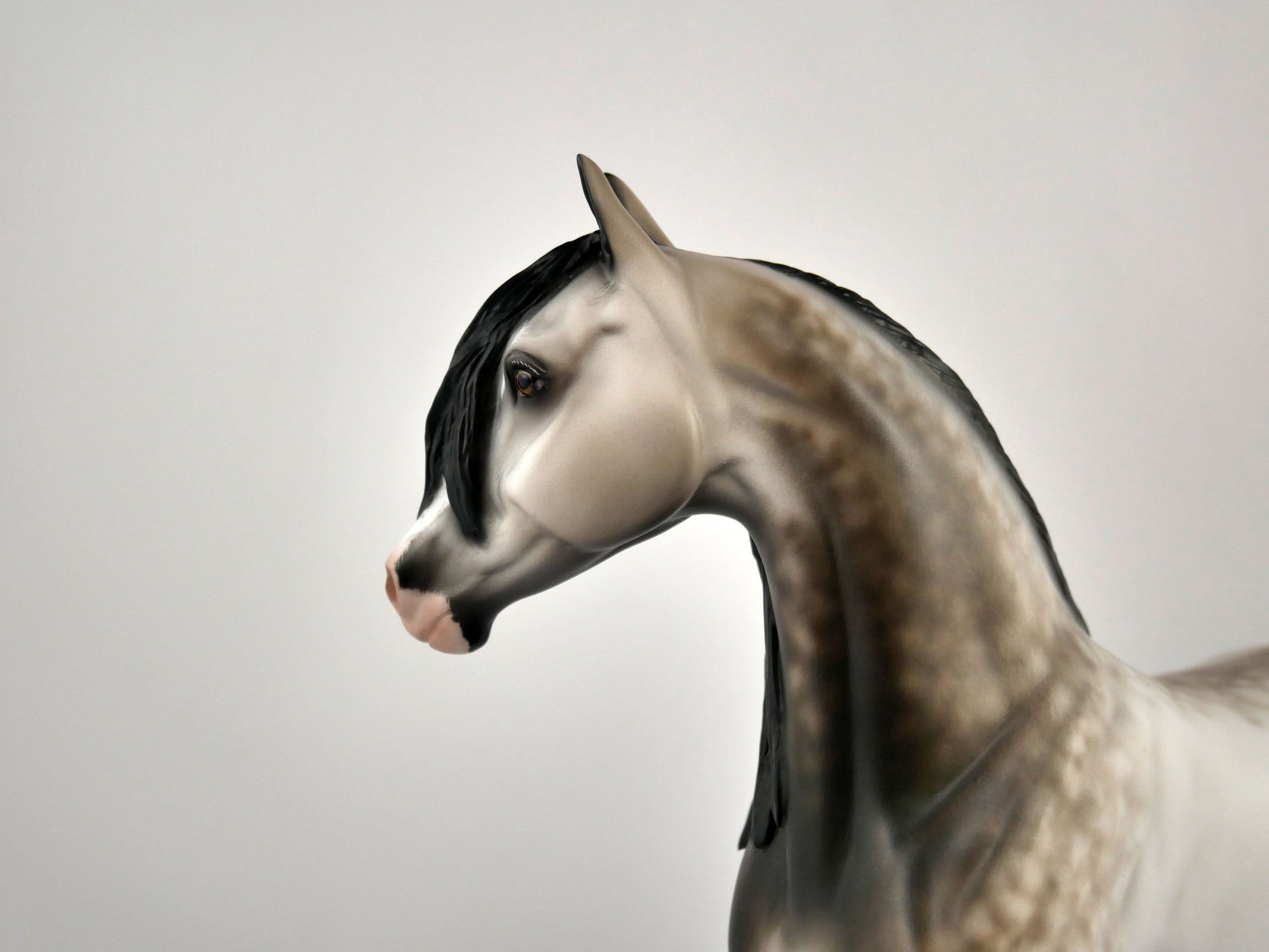 IMOGEN-OOAK DAPPLE BAY GOING GREY ARABIAN  MARE BY SHERYL LEISURE 12/03/20