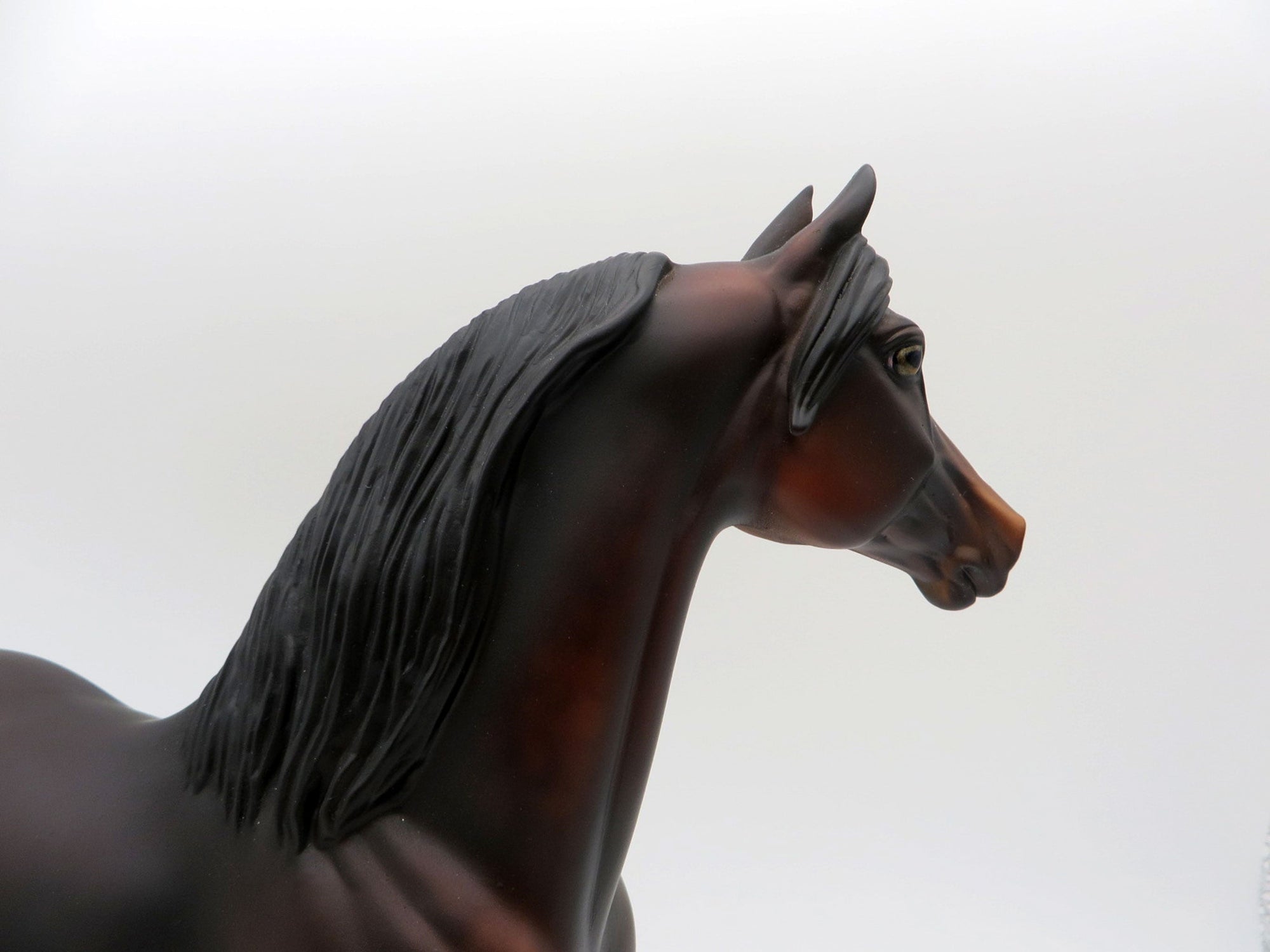 Insignia-OOAK Dapple Bay Morgan  5/21/21