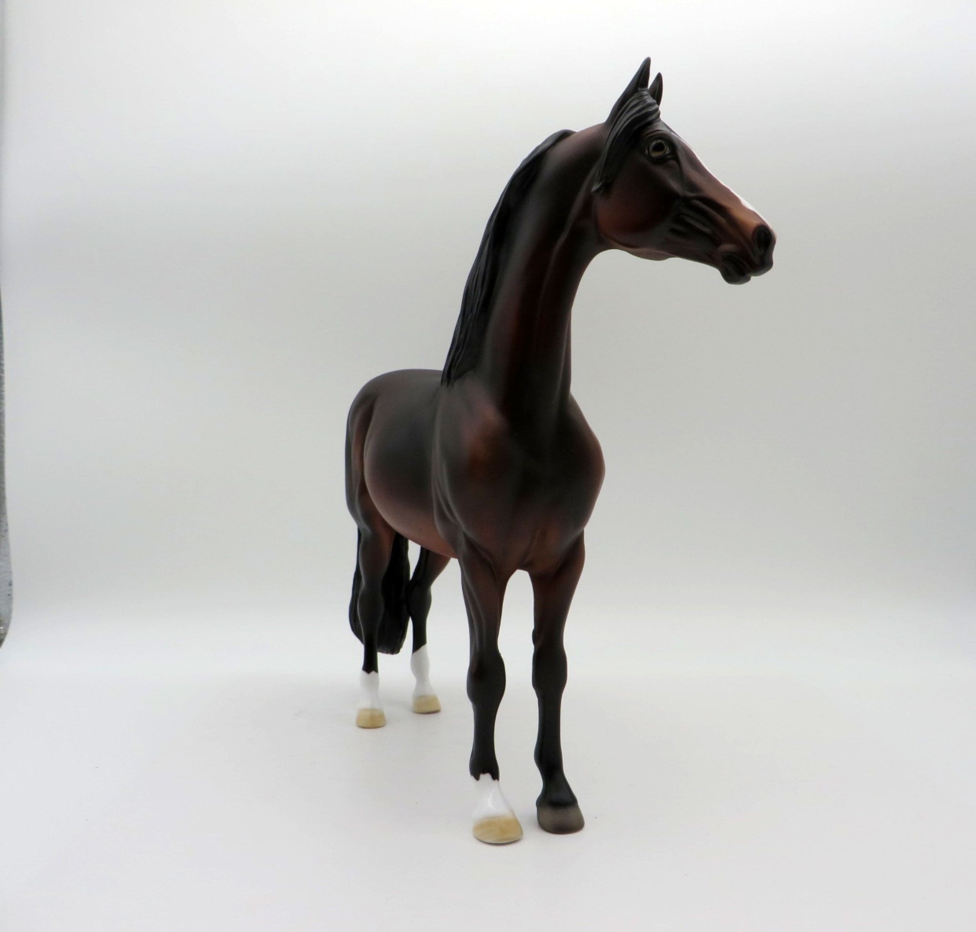 Insignia-OOAK Dapple Bay Morgan  5/21/21