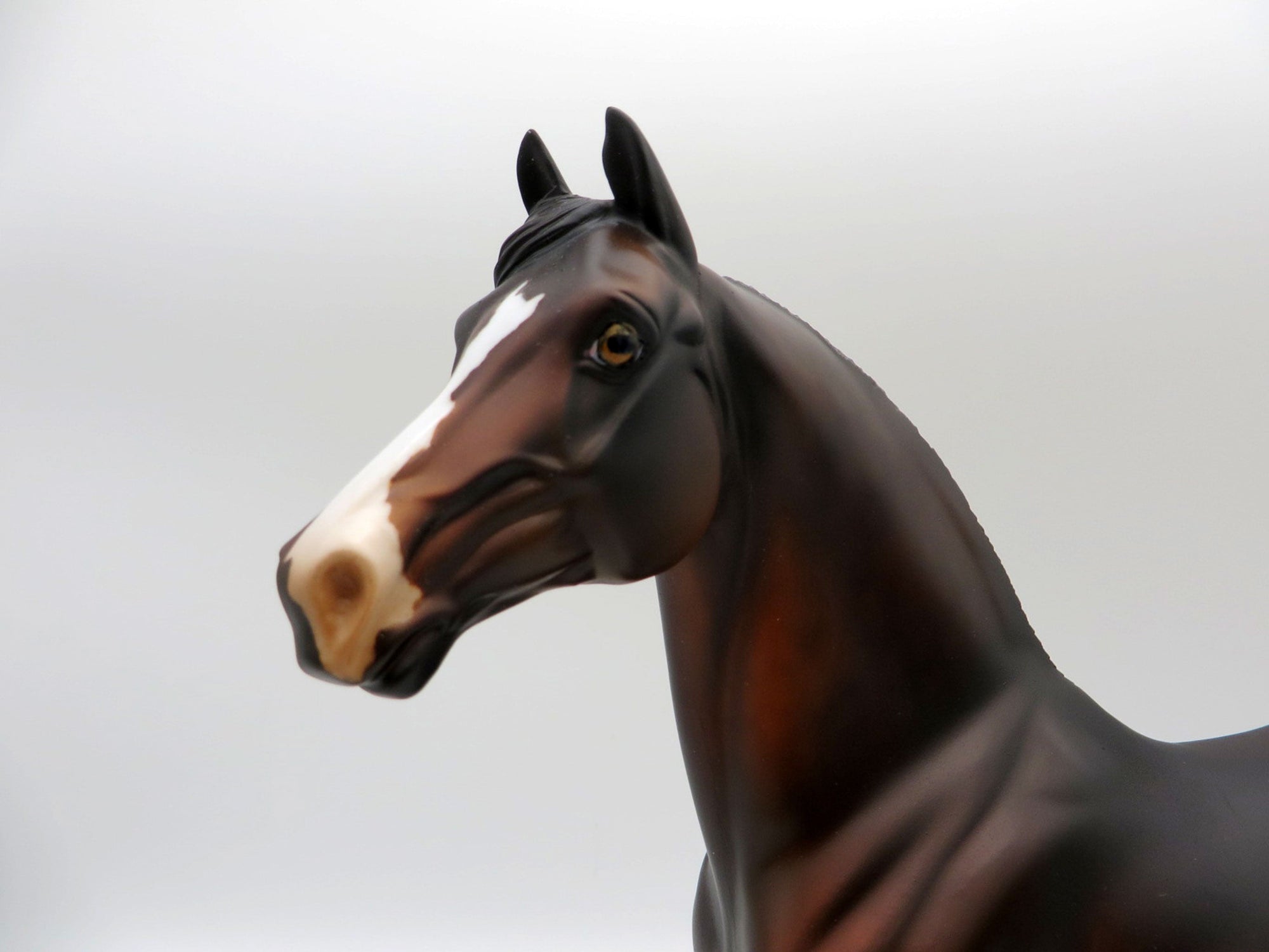 Insignia-OOAK Dapple Bay Morgan  5/21/21