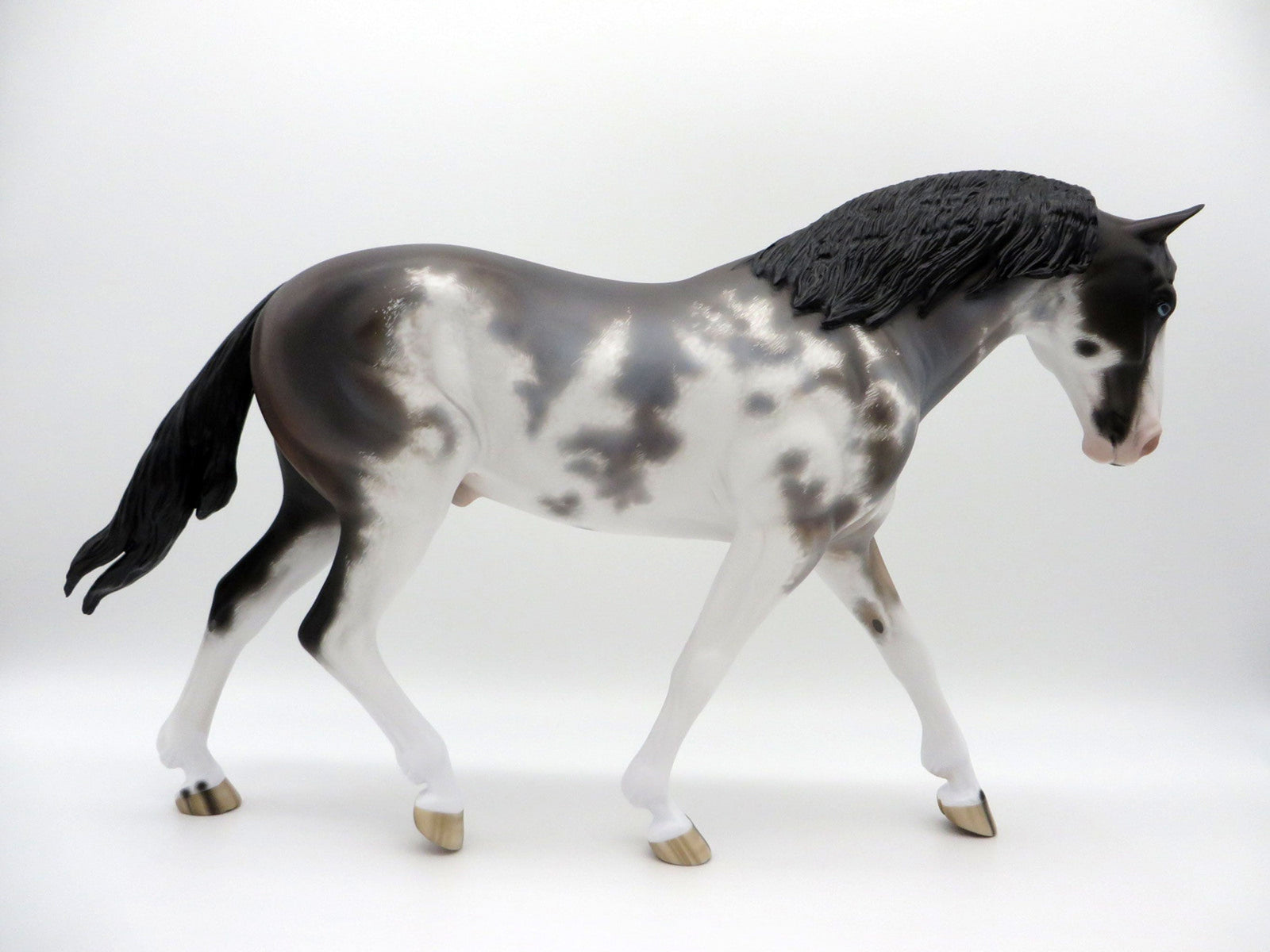 Inversion-OOAK Bay Roan Pinto Irish Draft  4/26/21