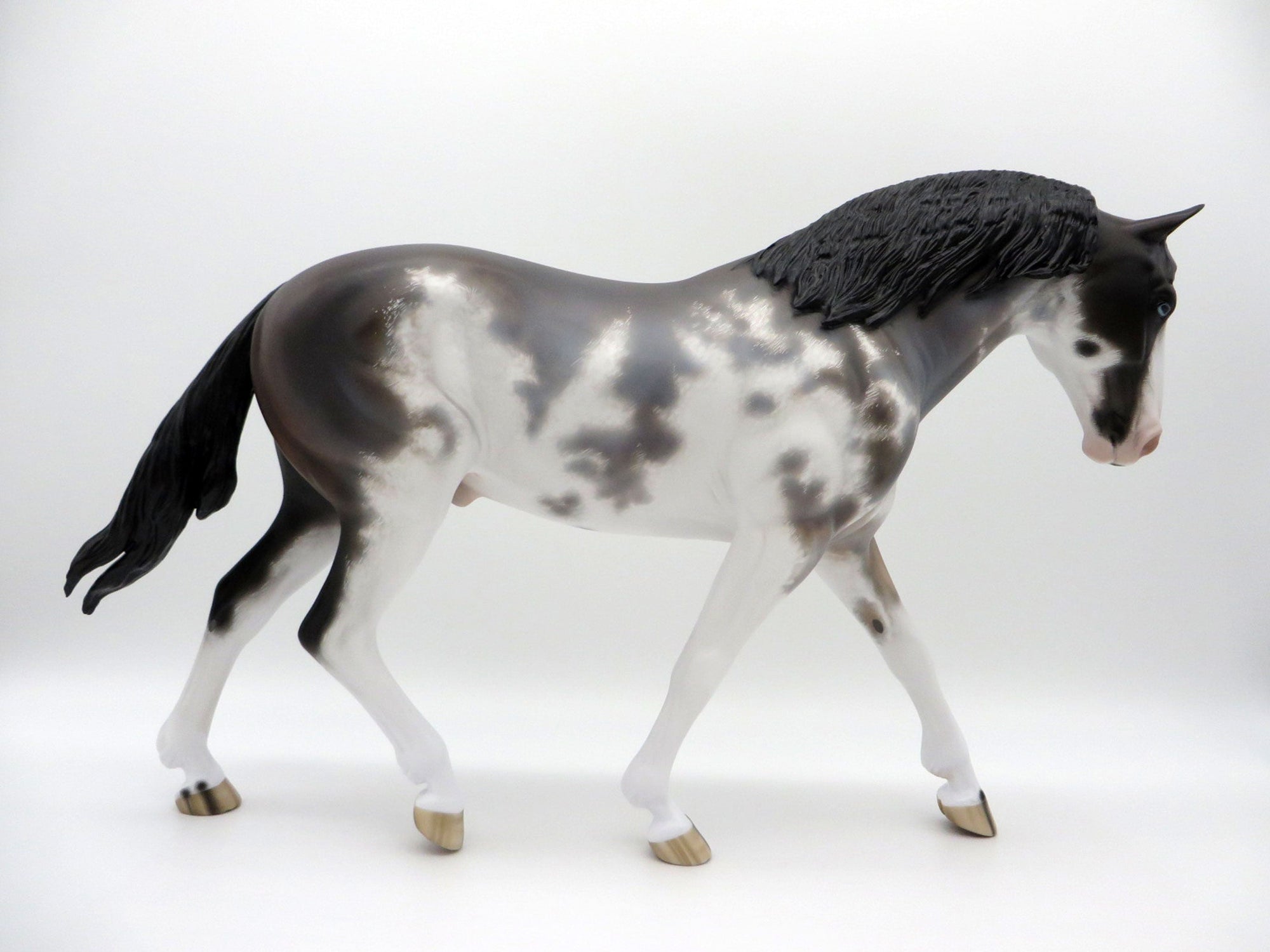 Inversion-OOAK Bay Roan Pinto Irish Draft  4/26/21