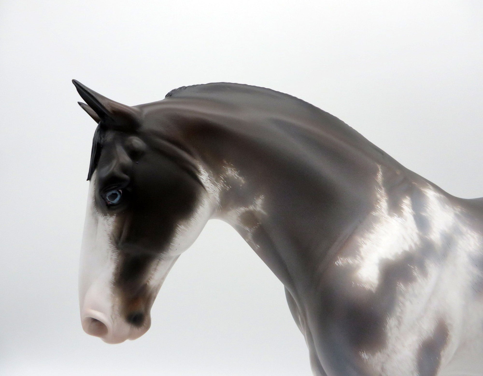 Inversion-OOAK Bay Roan Pinto Irish Draft  4/26/21