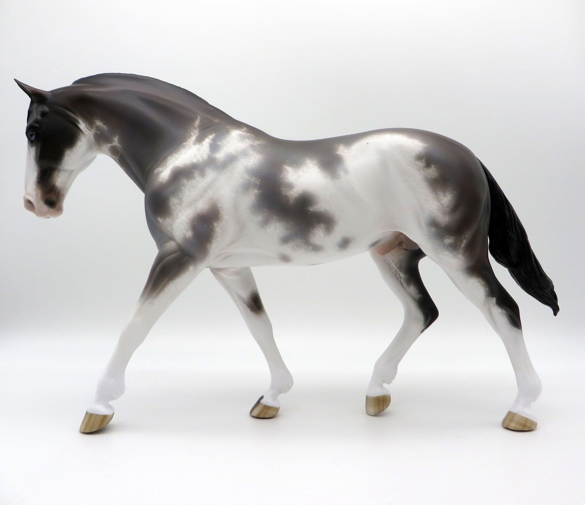 Inversion-OOAK Bay Roan Pinto Irish Draft  4/26/21