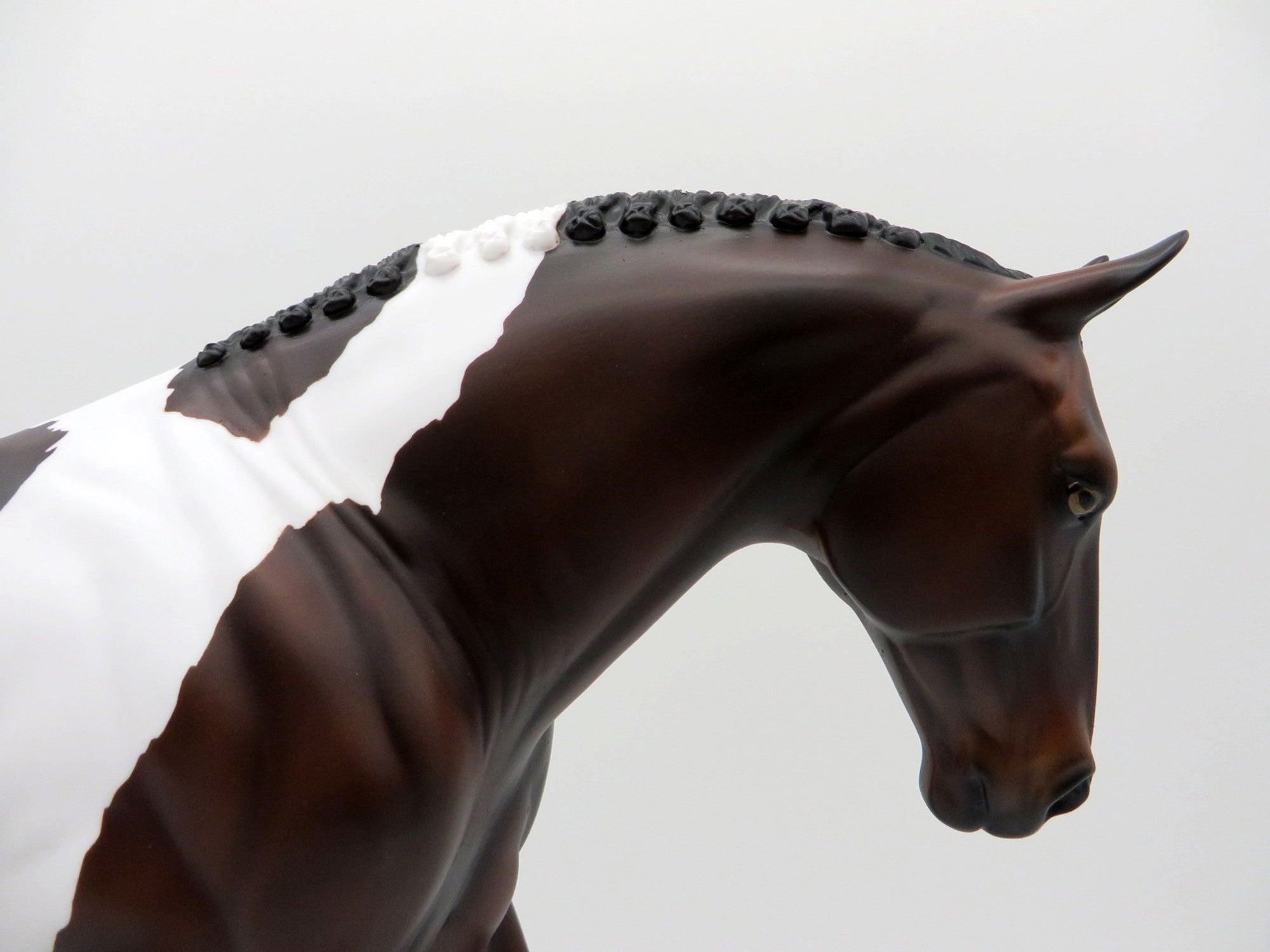 Larkspur-LE-15 BAY PAINT IRISH DRAFT SHCF 2021