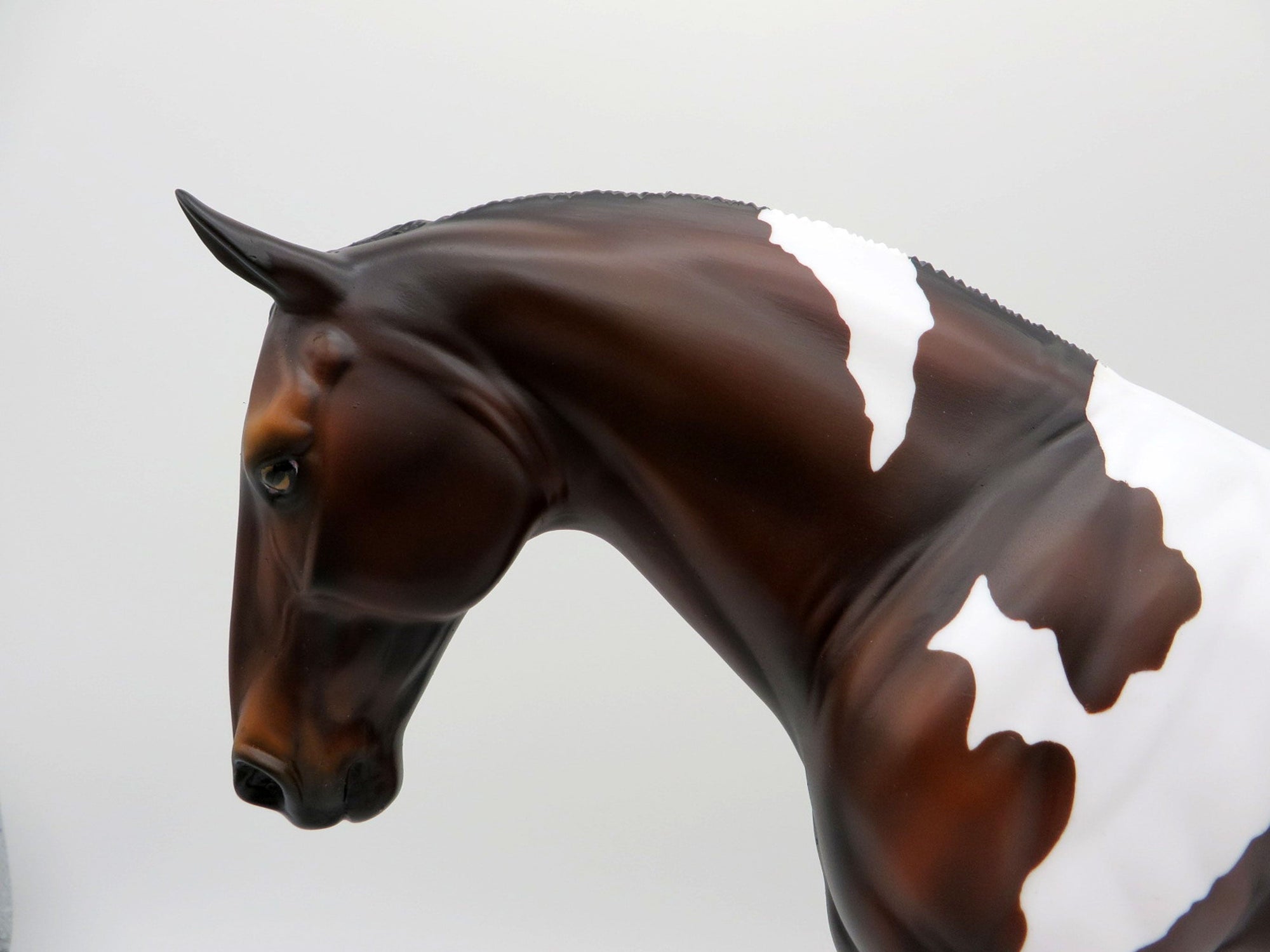 Larkspur-LE-15 BAY PAINT IRISH DRAFT SHCF 2021