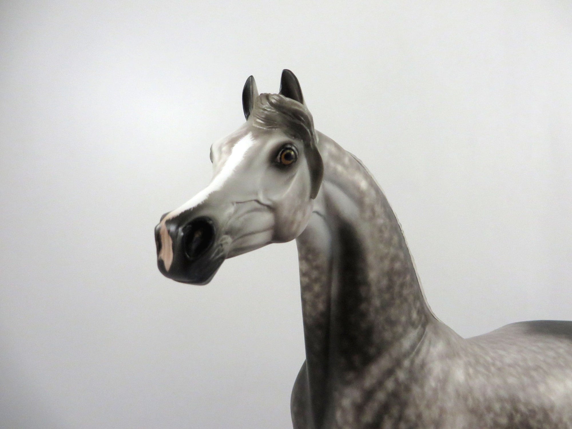Ironside-OOAK Dapple Grey Arabian Painted by Sheryl Leisure 3/5/21