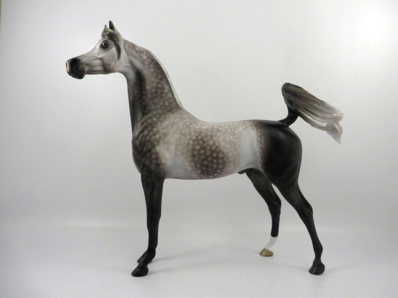 Ironside-OOAK Dapple Grey Arabian Painted by Sheryl Leisure 3/5/21