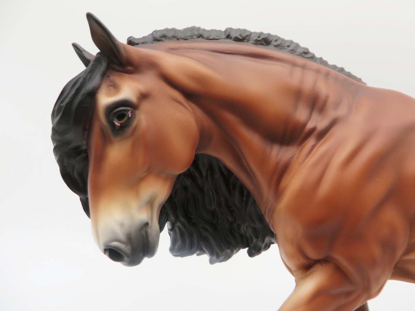 Jamie - LE 30 - Lightly Dappled Bay Irish Cob By Jess Hamill - SHCF23