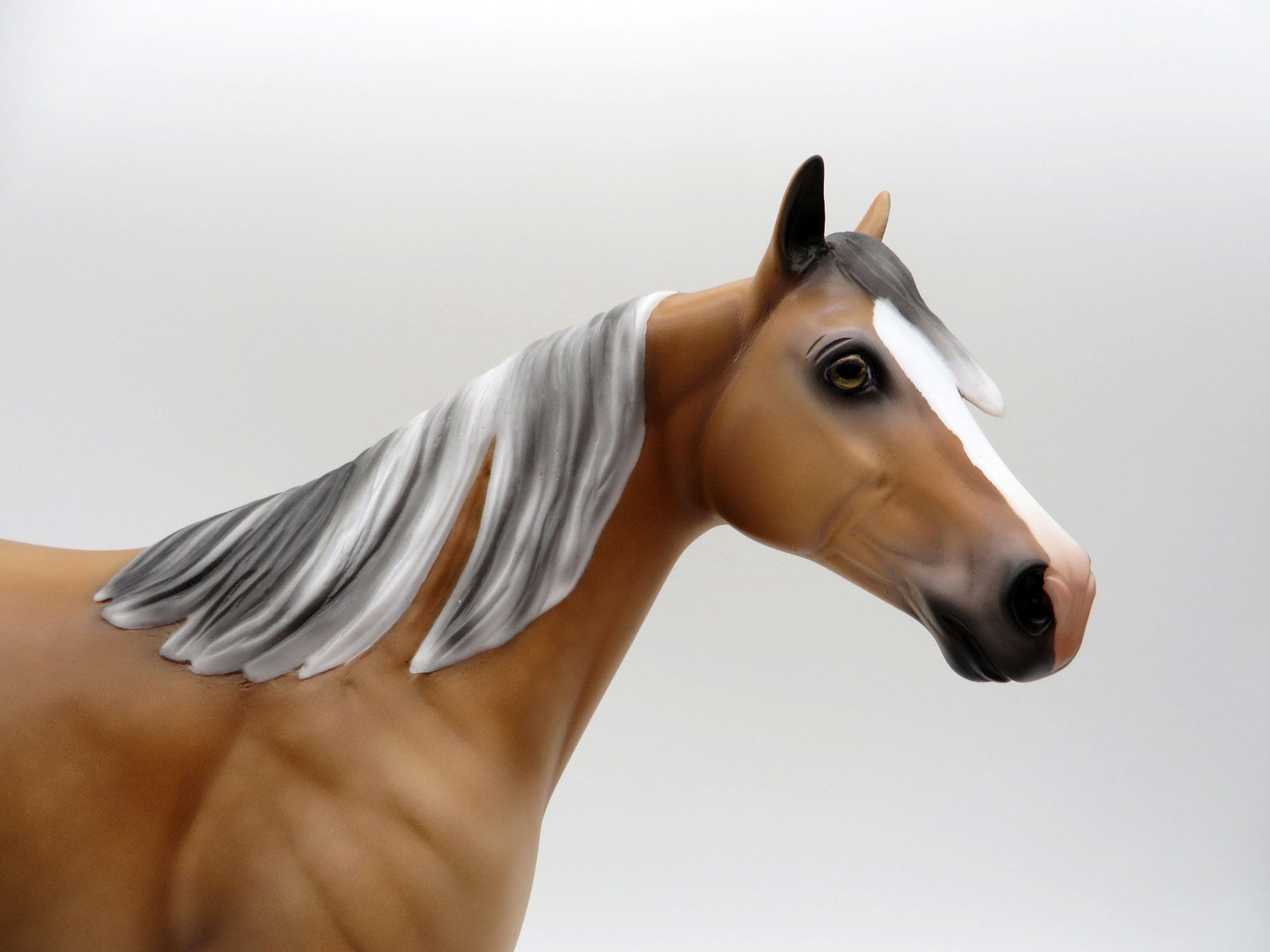 JAREK-LE-6 Sooty Palomino ISH 4/16/21