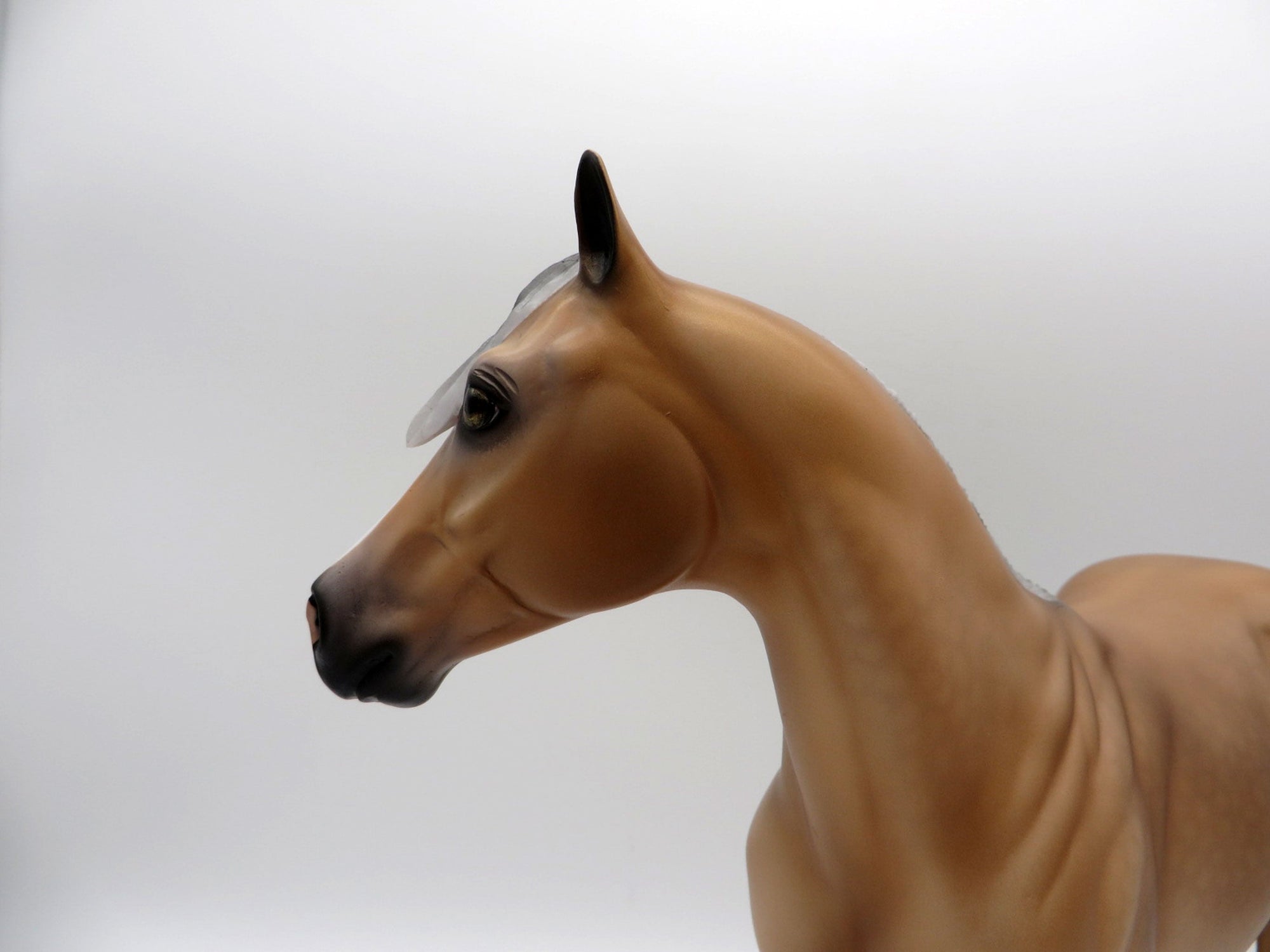 JAREK-LE-6 Sooty Palomino ISH 4/16/21