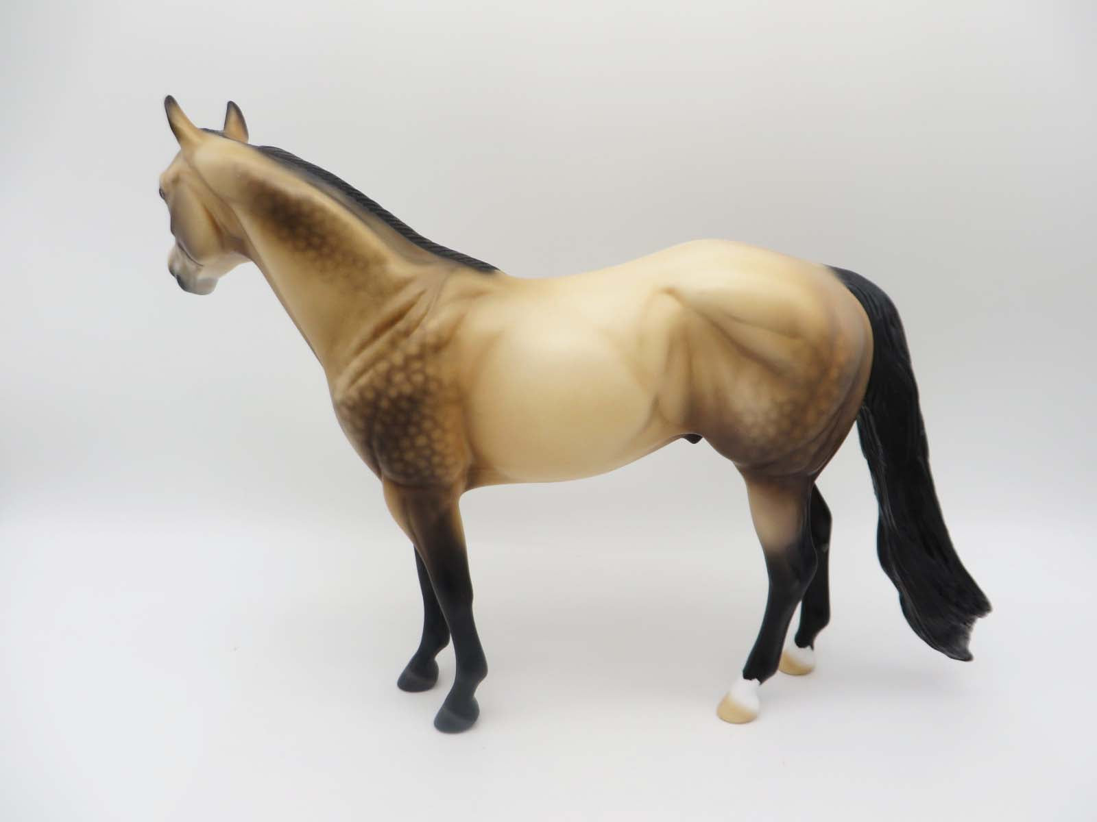 Dutton LE 10 Dappled Sooty Buckskin Ideal Stock Horse By Ellen Robbins SHCF23