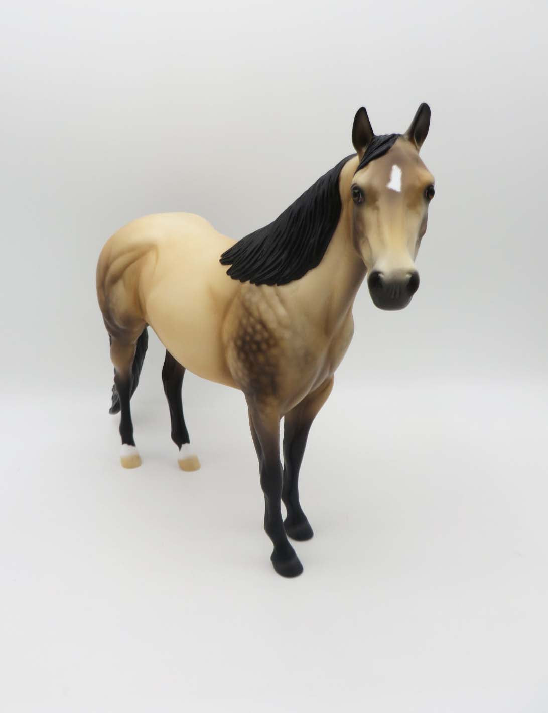 Dutton LE 10 Dappled Sooty Buckskin Ideal Stock Horse By Ellen Robbins SHCF23