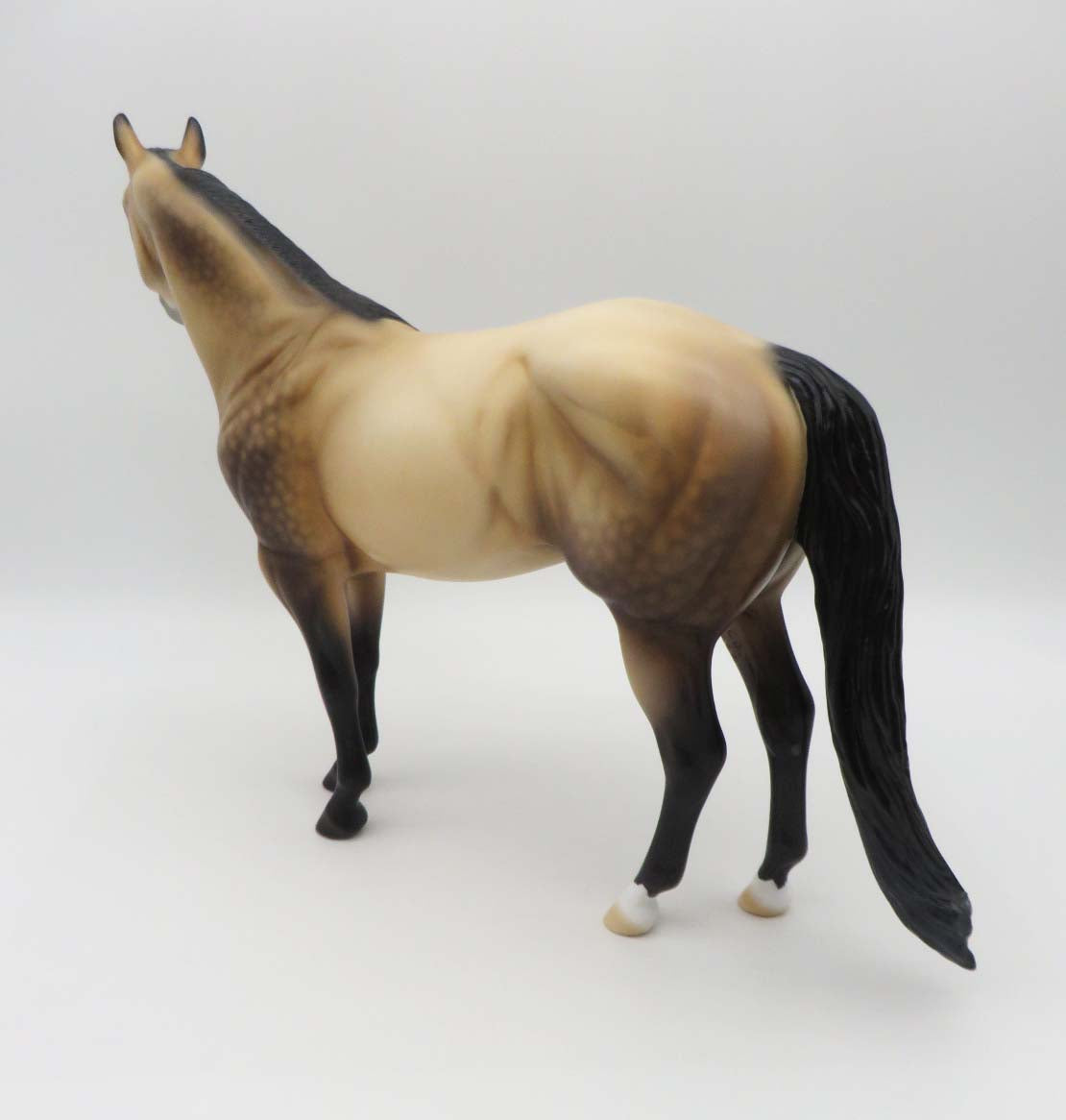 Dutton LE 10 Dappled Sooty Buckskin Ideal Stock Horse By Ellen Robbins SHCF23